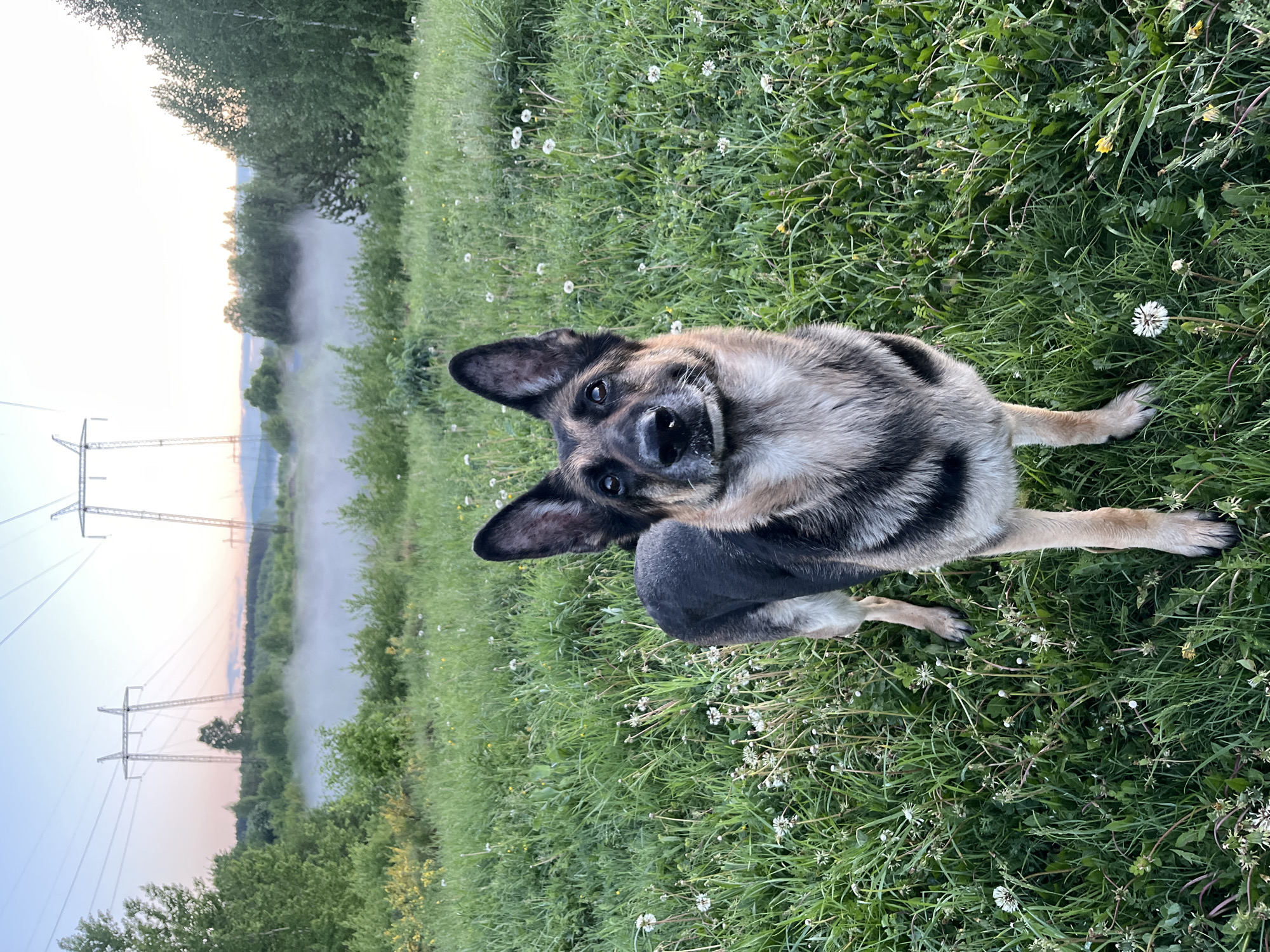 A medium-sized German Shepherd dog is sitting in a grassy field, looking directly at the camera with its head tilted slightly to the left. The dog's coat is predominantly tan and black, with black fur on its back and lighter tan fur on its legs and face. The field is covered in green grass interspersed with small white wildflowers.
In the background, power lines are visible against the sky, which transitions from a pale blue to a soft pink at the horizon, suggesting either sunrise or sunset. A light fog or mist obscures the trees and the area below the power lines.
Based on the location in Nizhny Tagil, Russia, as specified, this image likely shows a rural or semi-rural area on the outskirts of the city, where meadows and power lines are common features. There are no people visible in the image.