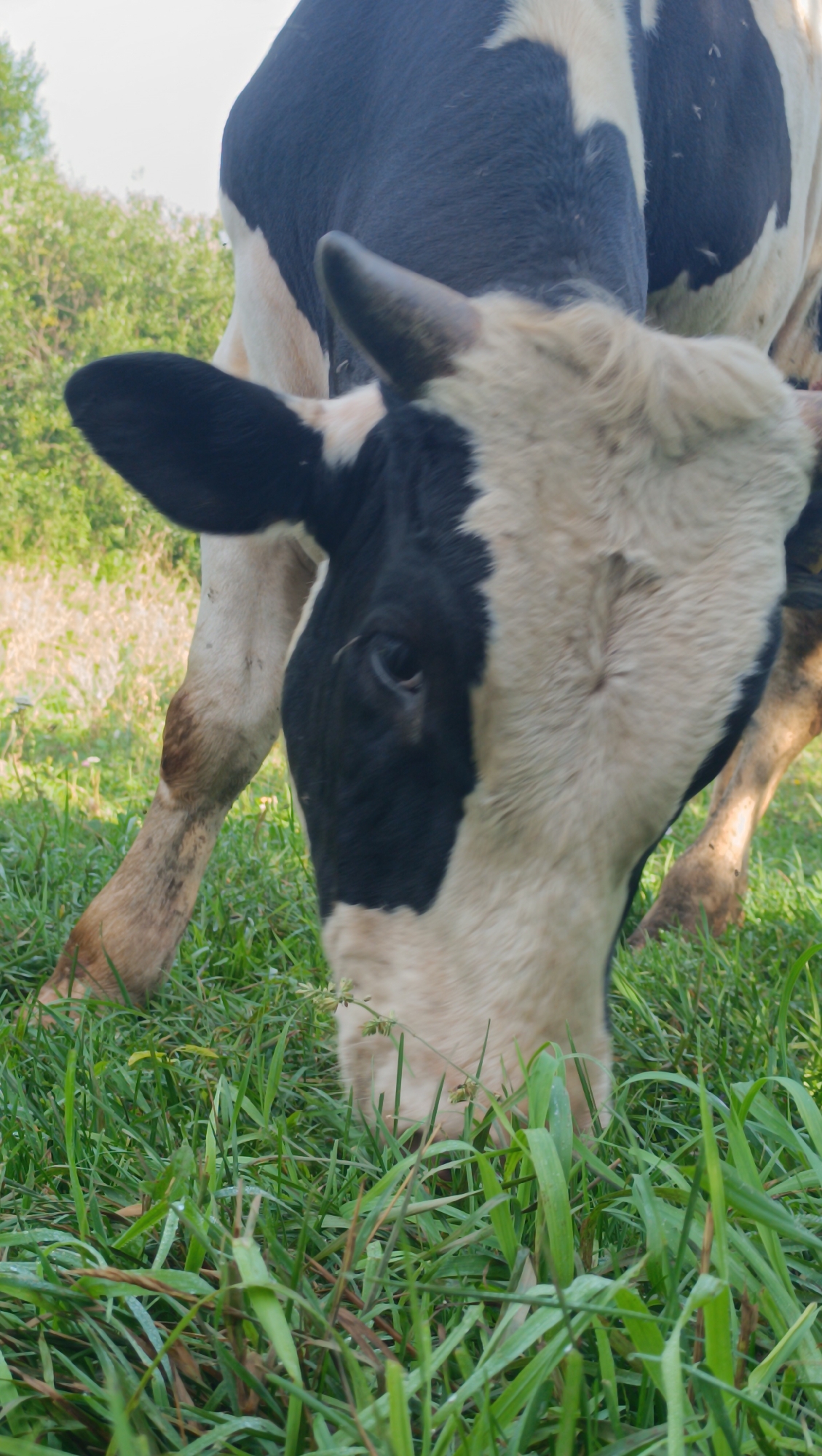 The image shows a close-up of a black and white cow grazing in a grassy field. The cow's head is lowered, and it is eating grass. The background is slightly blurred, showing green trees and vegetation. The lighting suggests it is daytime. The provided crops highlight the cow's face, ears, horns, and legs, as well as the texture of the grass. There is no information in the image to suggest this scene is located in Karsha, Russia, or any specific city.