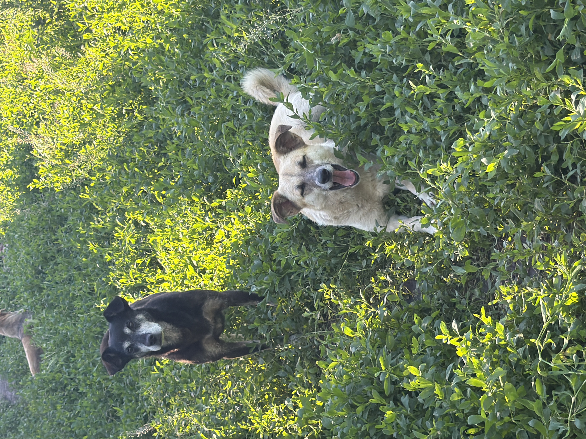 Two dogs are in a field of green vegetation under bright sunlight. A black and gray dog with white fur around its muzzle stands in the left mid-ground, facing the camera. To the right, a tan and white dog is on its hind legs, mouth open, seemingly panting or yawning, with its tail held high. In the background, out of focus, a third dog with tan fur is visible. The environment is a dense, low-lying green bush or grass, with sunlight creating bright highlights on the leaves. The location is identified as Leningradskaya, Russia.