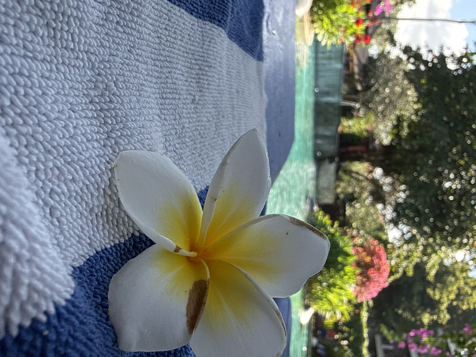 A close-up, shallow depth-of-field shot features a white and yellow plumeria flower resting on a blue and white striped towel. The towel is placed on the edge of a swimming pool, with the turquoise water visible in the background. Lush green foliage and vibrant pink and red flowers frame the pool, suggesting a tropical resort setting. The dappled sunlight filtering through trees creates a serene and relaxing atmosphere. The location appears to be Kuta Selatan, Indonesia, a popular tourist destination known for its beautiful beaches and resorts.