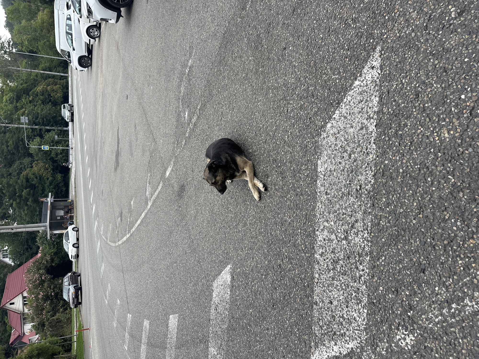 A medium-sized, dark-colored dog with tan markings is lying on an asphalt road. The dog is positioned on its side with its front paws crossed. The road has white markings, including a pedestrian crossing. In the background, several cars are parked or driving, and there is a bus stop shelter with a few people sitting inside. Trees and buildings are visible further in the background, suggesting an urban or suburban setting. The sky appears overcast. The image is captured at street level, looking slightly downward at the dog. The location is identified as Sochi, Russia.