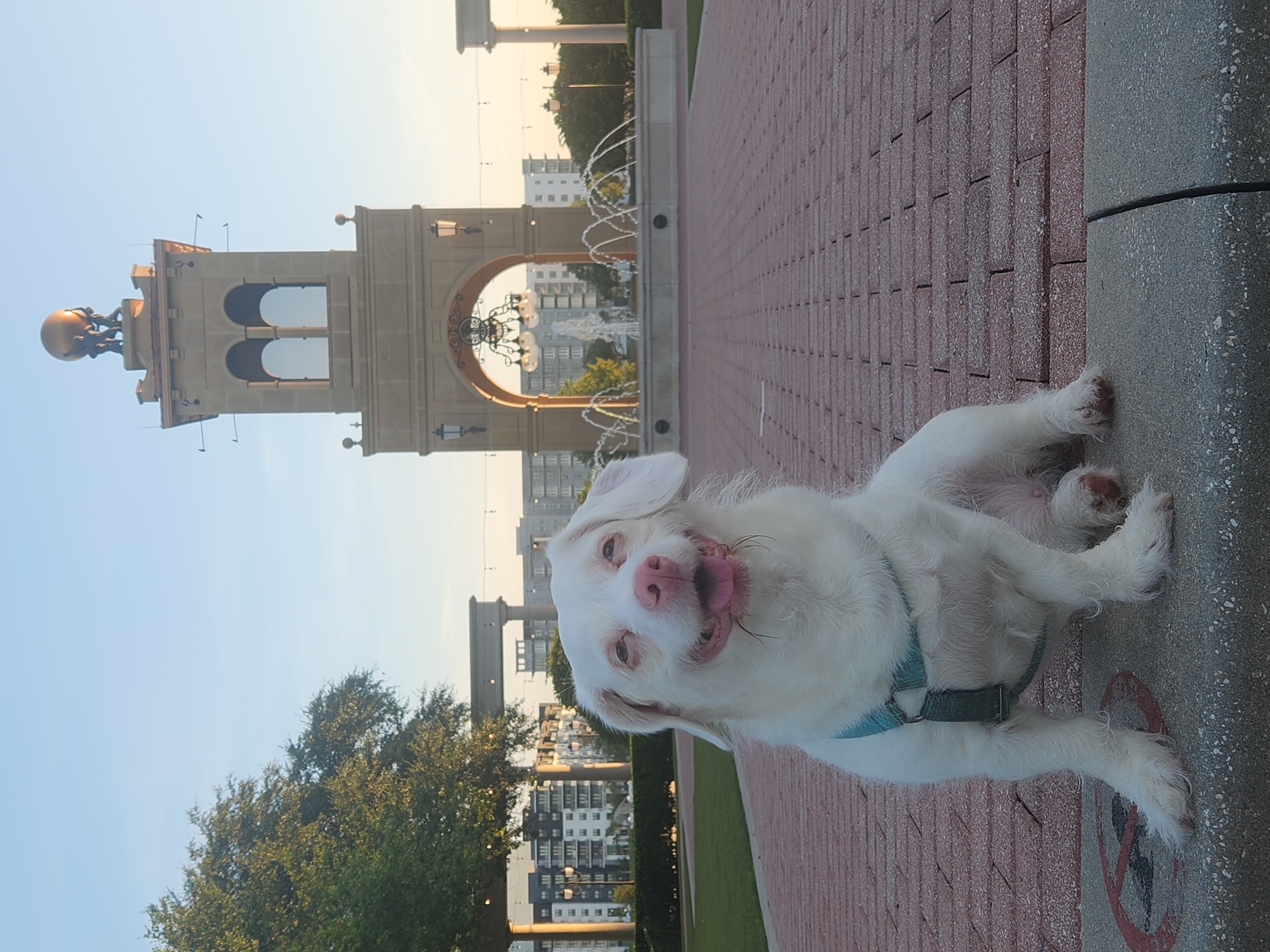 A white dog with pink ears and a pink nose sits on a brick pathway in front of a fountain and a tower. The dog is wearing a teal harness. In the background, there is a fountain with several water jets and a tall, ornate tower with a golden orb at the top. Buildings and trees are visible behind the fountain and tower. The sky is clear and blue, and the sun appears to be setting, casting a warm glow on the scene. The location is Cranes Roost Park in Altamonte Springs, Florida, United States of America.