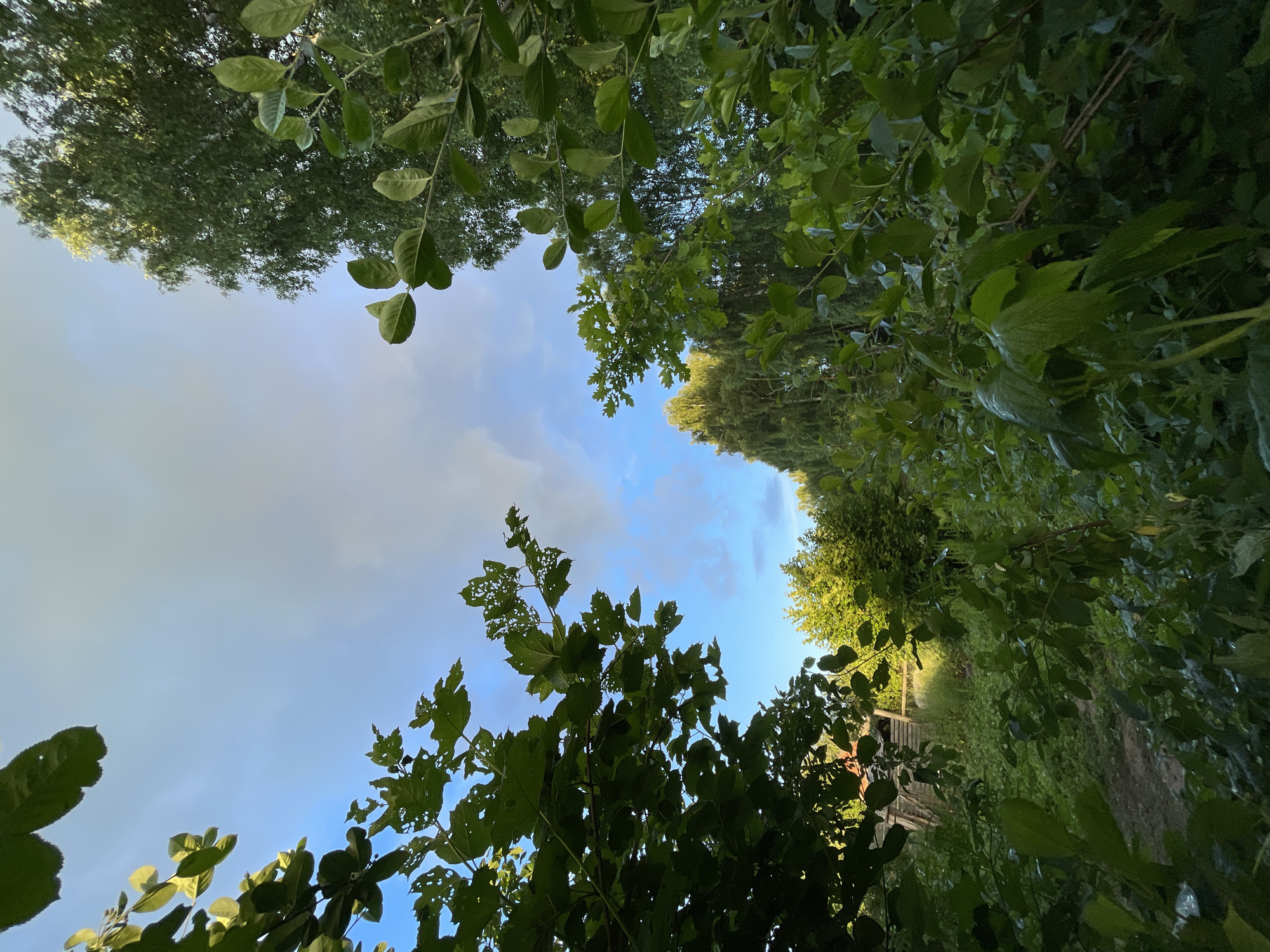 The image shows a low-angle view of trees and sky in a natural setting, likely a park or forest. The leaves of various trees are prominent, creating a canopy effect against a bright blue sky with scattered white clouds. The sky suggests it is daytime, likely late afternoon or early evening given the soft lighting.
The perspective is tilted, making it seem as if the viewer is looking up through the foliage. In the background, hints of a pathway or clearing can be seen, with some man-made structures, possibly a fence or part of a bridge, partially obscured by the dense greenery. The overall scene evokes a sense of tranquility and nature. There is no visible text in the image. The location context provided is Заречный, Russia, which aligns with a potentially rural or park-like environment.