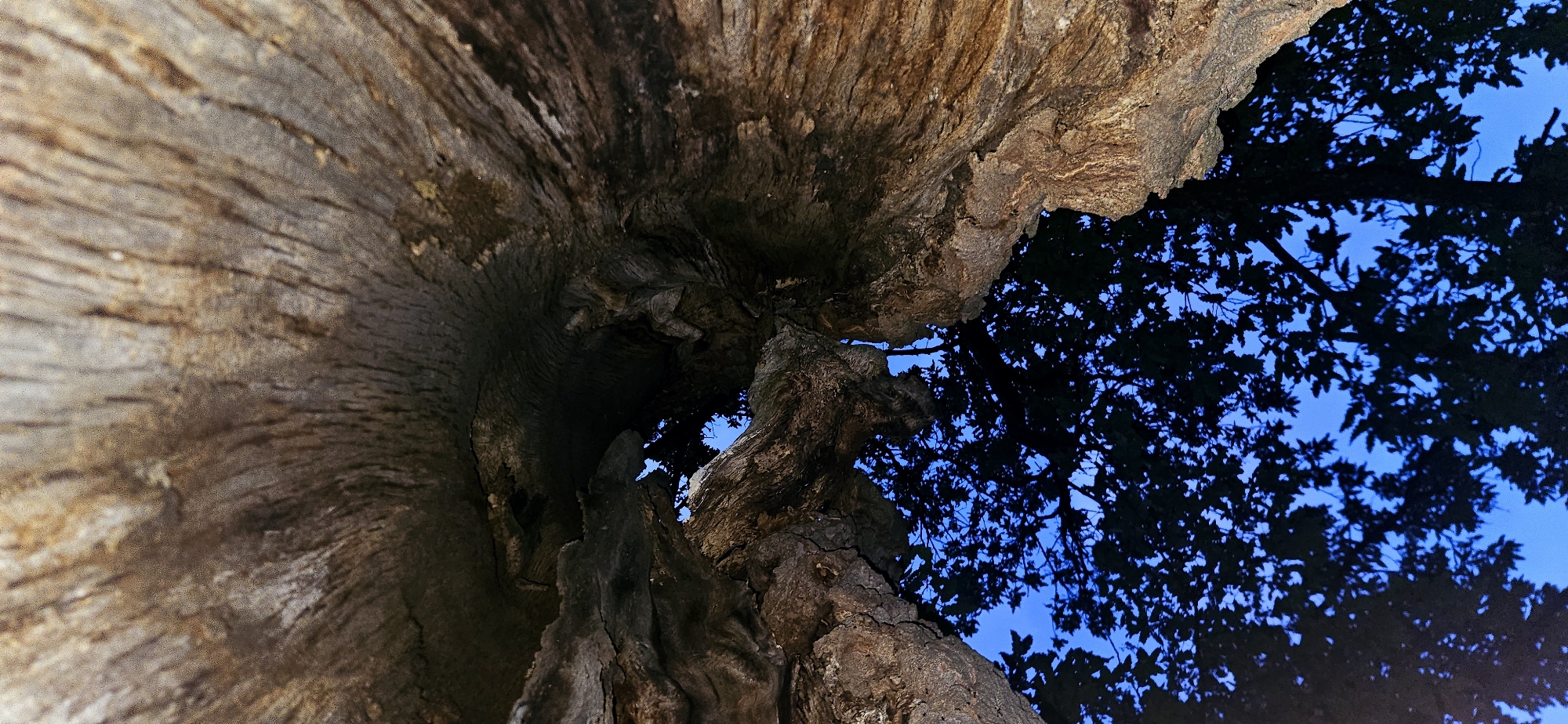 An upward-facing photographic perspective captures the interior of a large, gnarled tree trunk, revealing textured bark and wood in shades of brown, grey, and dark black, characterized by deep vertical grooves and rough surfaces. The upper section of the image shows the internal contours of the tree, displaying a fibrous, weathered appearance. Towards the middle, a dark, hollowed cavity within the trunk opens to partial views of a clear blue sky. The lower portion of the image frames an expansive view of the same vibrant blue sky, partially obscured by the dark silhouettes of numerous tree leaves and branches, indicating the presence of a tree canopy outside the primary trunk structure. No individuals or human-made objects are present. The scene is situated in the city of Gutsal, Bulgaria.