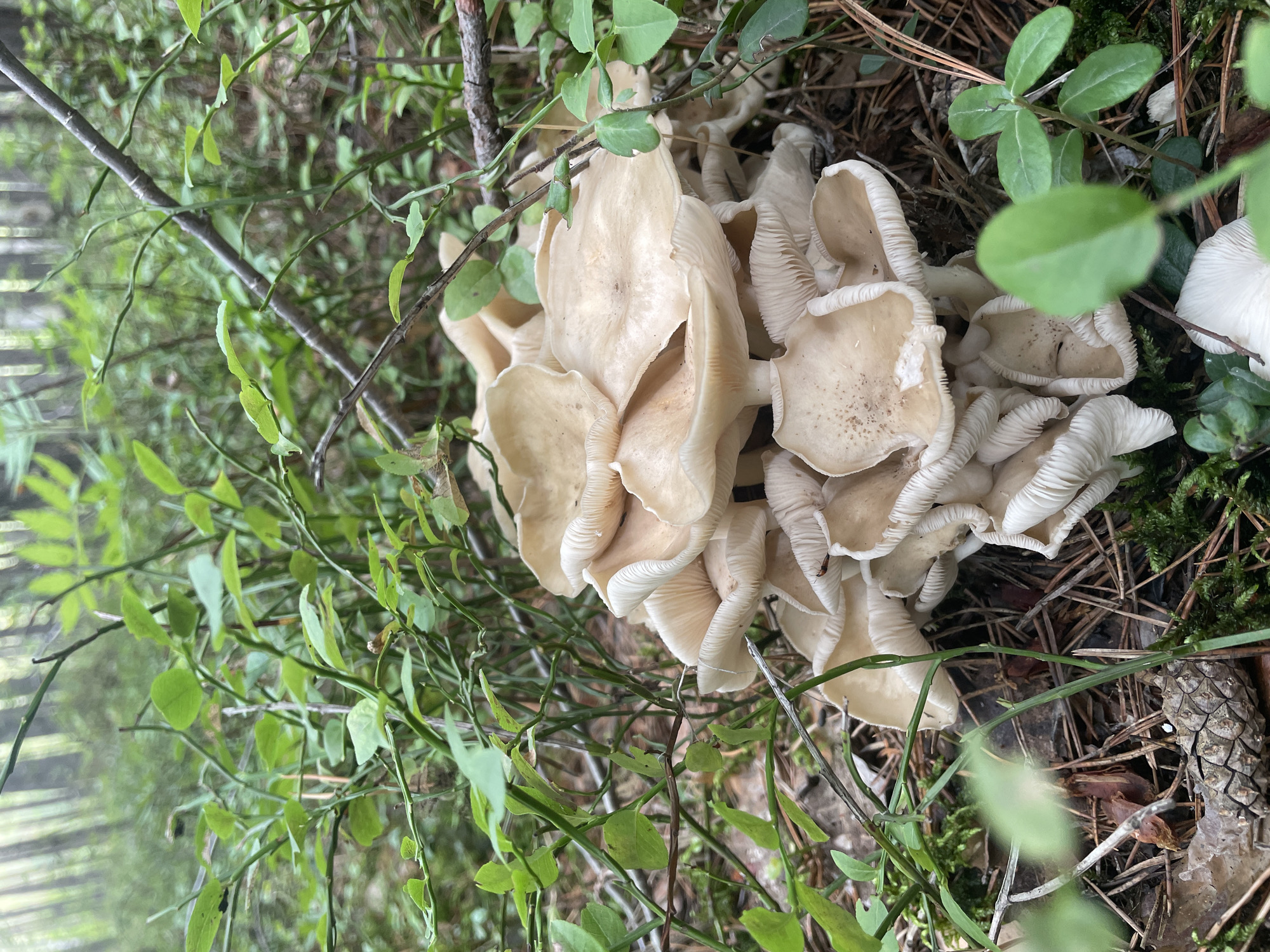 A cluster of pale, umbrella-shaped mushrooms grows on a forest floor covered with pine needles, moss, and small green plants, possibly bilberry bushes. The mushrooms are tightly packed together, with their gills visible on the undersides of their caps. The background is a blurred forest scene with tall trees and dappled sunlight. This image was taken in the city of Barsovo, Russia.