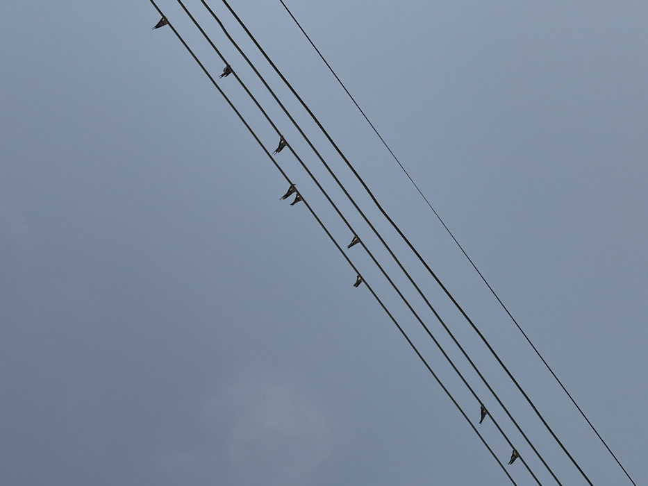 Against a clear, light blue sky in Igboefon, Nigeria, five parallel utility wires traverse the frame diagonally upwards from the lower-left to the upper-right. Ten small, dark-silhouetted birds are perched individually on these wires. Specifically, from top to bottom, the uppermost wire holds three birds; the second wire holds two birds; the third wire holds two birds; the fourth wire holds two birds; and the lowermost wire holds one bird towards its left end. The birds are stationary, exhibiting no active interactions. A faint, diffuse white haze is visible in the upper-left quadrant of the sky.