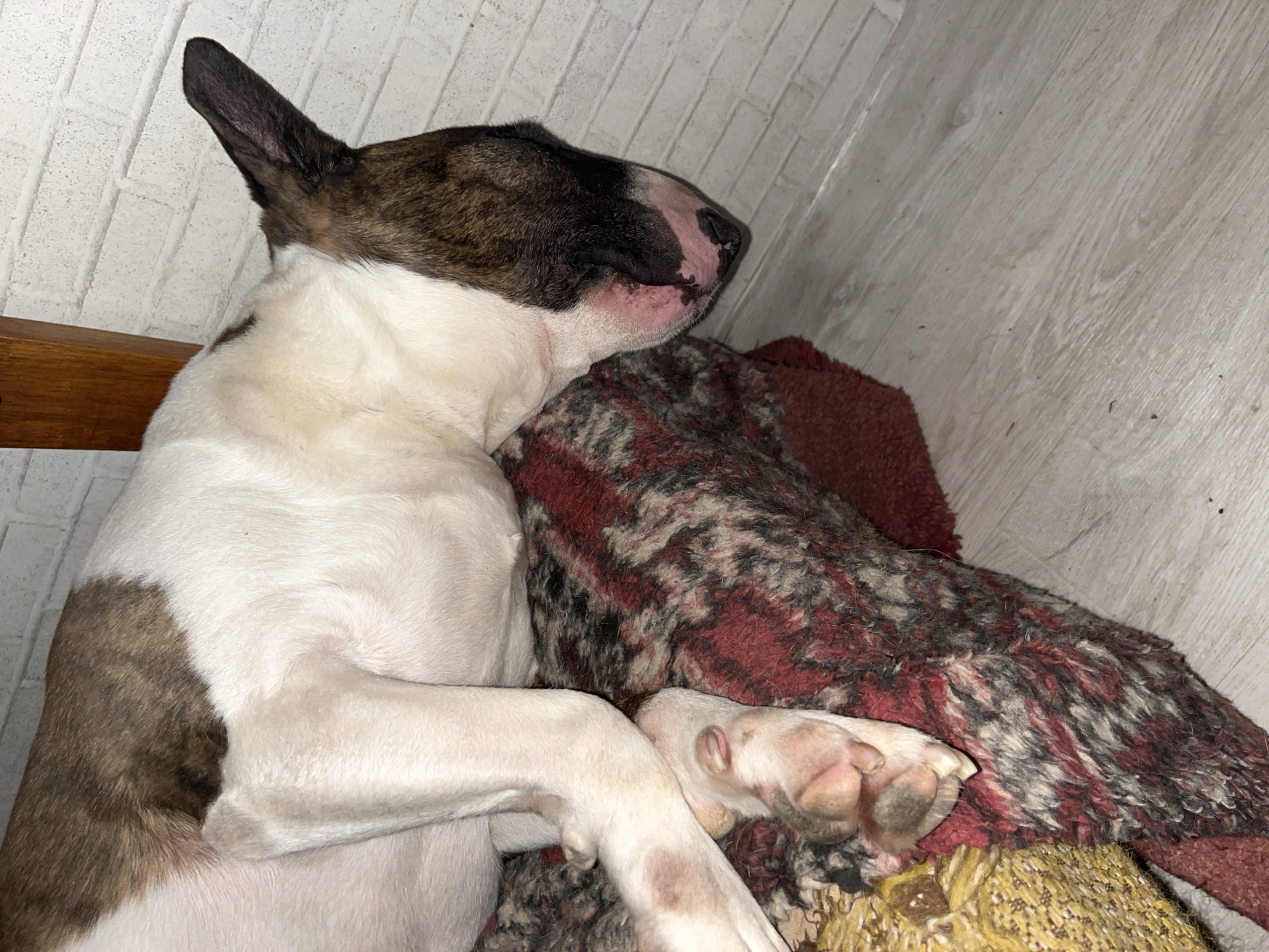 A Bull Terrier dog, with predominantly white fur and prominent brown brindle markings on its head and a patch on its side, is captured sleeping or resting indoors. The dog's eyes are closed, and its pink nose and mouth area are visible, indicating a state of deep relaxation. One of its characteristically pointed ears is erect.
The dog is comfortably nestled on a patterned blanket or rug, which displays a mix of red, black, and off-white fibers. Its front paws are resting near a yellowish, woven object, possibly a dog toy. Behind the dog, a light brown wooden surface, possibly part of a bench or furniture, is visible. The background features a white wall with a subtle brick-like pattern and a light-colored wooden floor with visible grain and minor specks. The scene conveys a sense of peaceful quiet within an indoor setting, likely a home in Chaikovsky, Russia. No visible text is present in the image.
