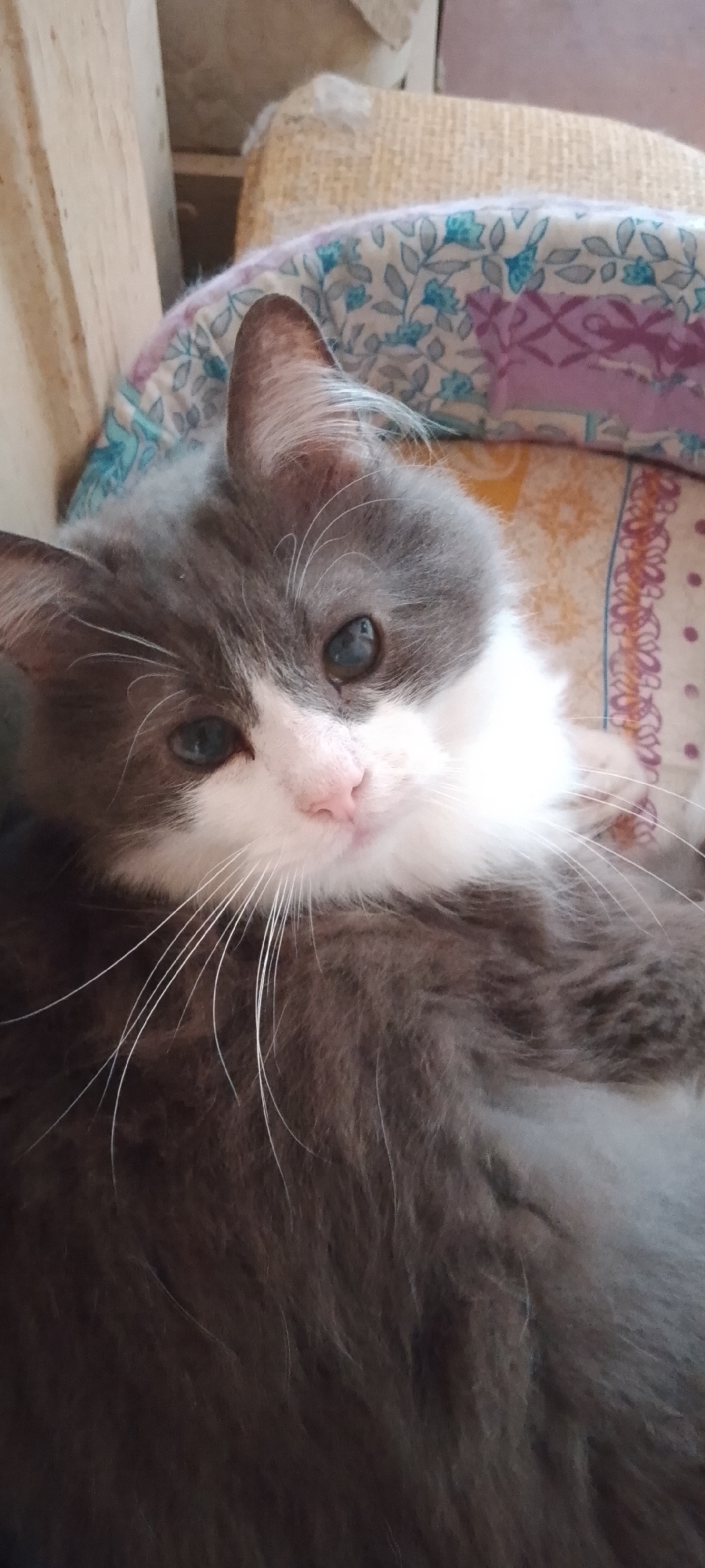A fluffy grey and white cat is lying down. The cat is facing the camera, with its head tilted slightly to the left. Its eyes are wide open and appear to be blue-green. Its nose is pink, and its whiskers are long and white. The cat's fur is long and soft, with patches of grey and white. It is lying on a bed with a patterned blanket. The background is blurry, but it appears to be a room with a wooden chair. The lighting is soft and natural. The image is a close-up shot, focusing on the cat's face.