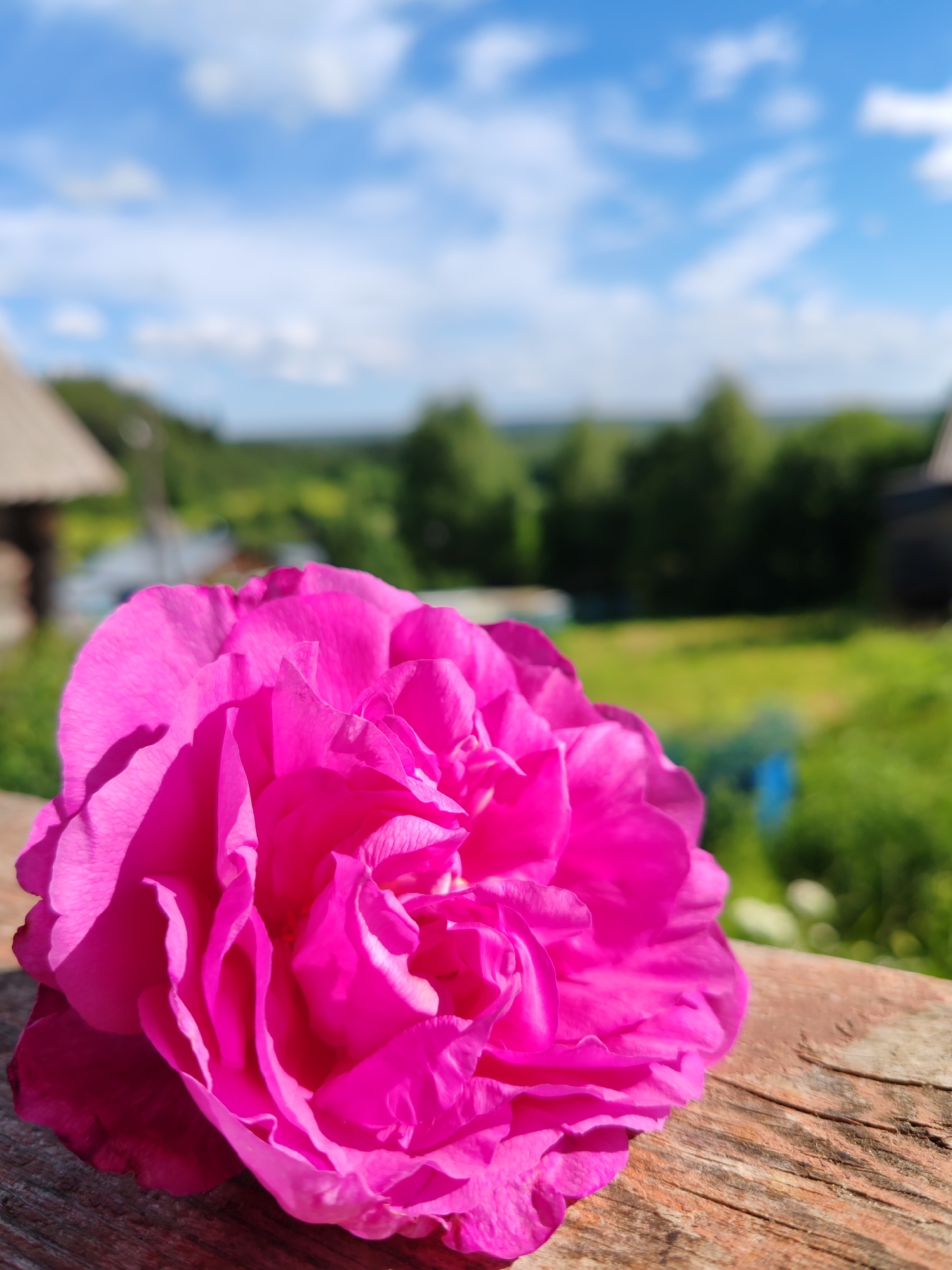 A close-up, vertical, medium shot shows a vibrant, fuchsia-pink rose in the foreground, its petals unfurling on a weathered, wooden surface. The rose occupies the left two-thirds of the frame. In the background, a blurred landscape reveals a field of green grass, dotted with trees and a few indistinct structures, possibly rustic buildings with wooden roofs. The sky above is a bright blue, adorned with soft, white clouds. The lighting suggests a sunny day. The overall impression is one of a serene rural setting. The scene is likely located in the village of Chuchlem, Russia, given the characteristic rural architecture and landscape.