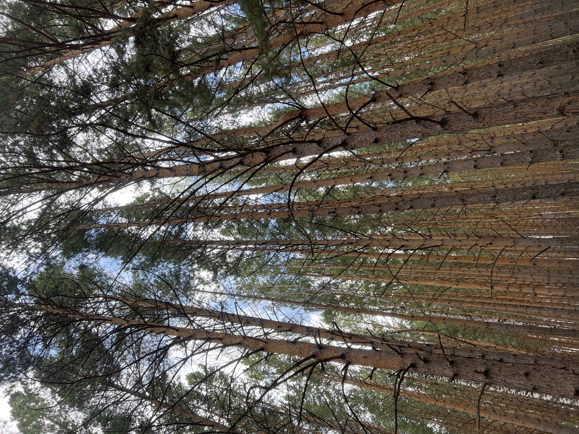The image is a ground-level shot looking up through a dense forest canopy in the city of Krasnoyarsk, Russia. The trunks of numerous tall trees are visible, densely packed together, stretching upwards. Many of these trees are brown, with rough bark typical of pine or similar coniferous species. Some trees have white bark, suggesting the presence of birch trees mixed within the coniferous forest. The branches interweave across the upper part of the frame, with green needles of the tree tops visible. Gaps in the canopy reveal glimpses of the pale blue sky behind the trees. The trunks appear to be straight, indicating a managed or naturally dense forest.