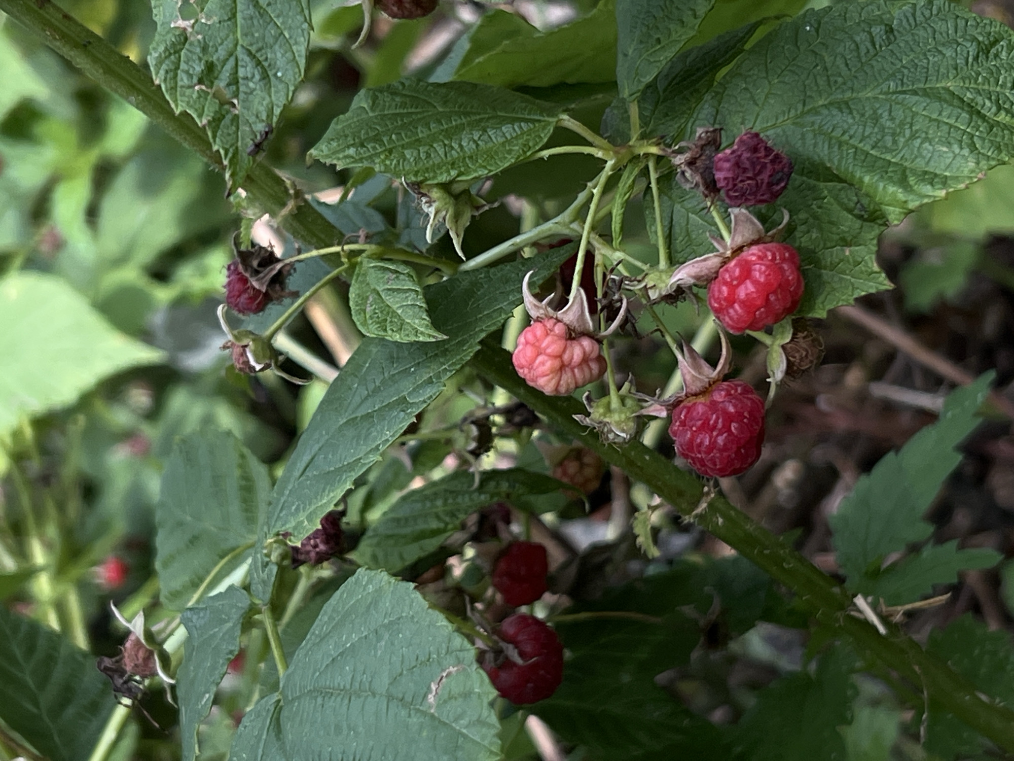 In Yakshur-Bod'ya, Russia, a close-up shot captures a raspberry bush laden with ripe and unripe berries amidst lush green foliage. Several red raspberries are visible, some appearing plump and juicy, while others are smaller and still developing a pinkish hue. A few dried, dark red berries indicate stages of overripeness or decay. The branches are covered in green leaves with serrated edges and some fine hairs. The background is a blur of greens and browns, suggesting a natural, outdoor environment. There are no people or animals present in the frame.