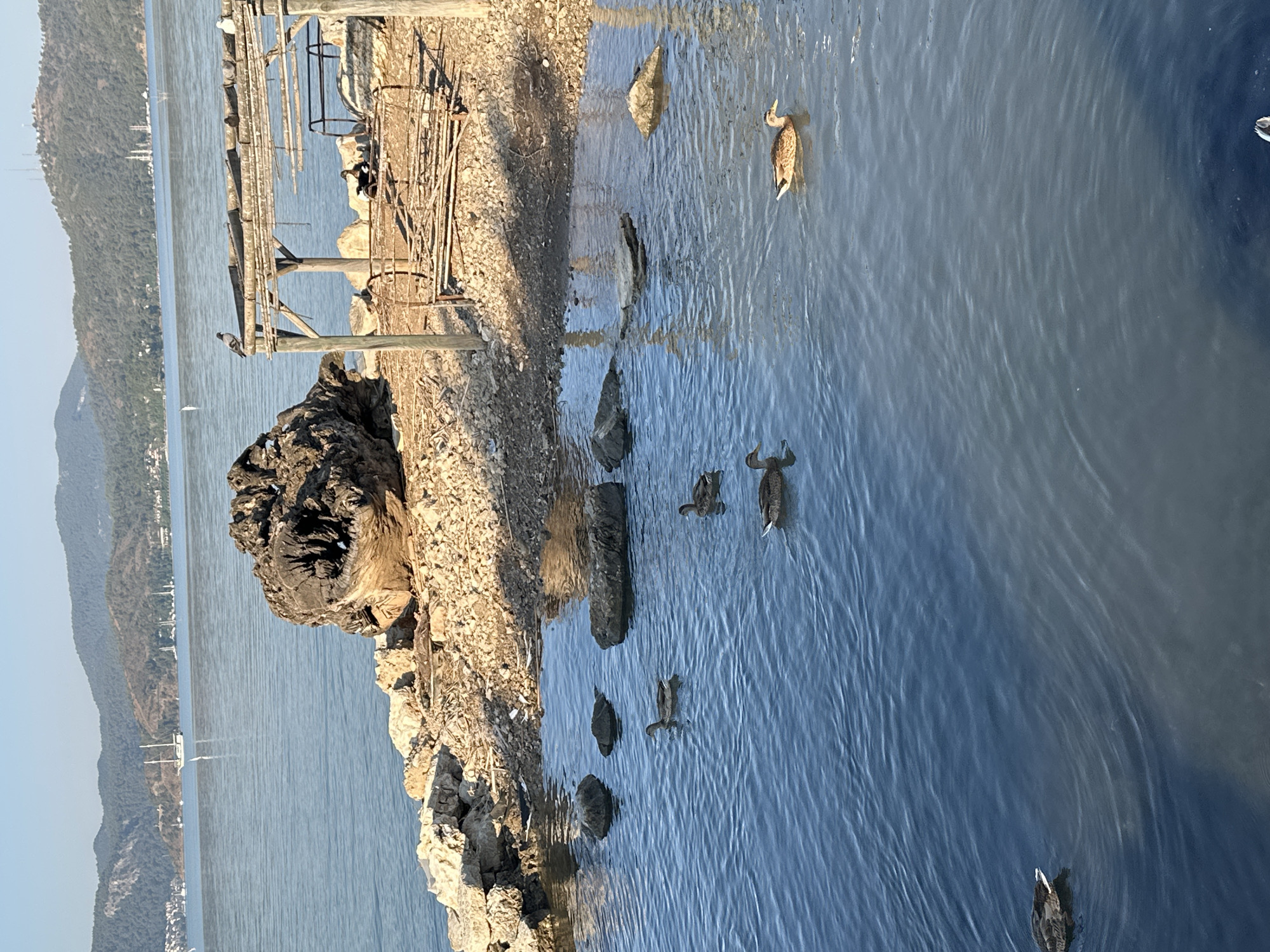 This image depicts a serene waterside scene in Fethiye, Turkey, likely along the coastline or a calm bay area. In the foreground, calm blue water is dotted with several ducks swimming. The water's surface is gently rippled, reflecting the clear sky. On the shore, which is composed of rocks and gravel, a large, weathered piece of driftwood is prominently positioned. Adjacent to the driftwood is a simple, rustic wooden structure, appearing to be a small shelter or seating area, constructed from branches and poles. A pigeon is perched on the roof of this structure. In the background, the sea stretches towards a distant, tree-covered mountainous coastline. Several sailboats are visible on the water in the distance, suggesting a popular sailing area. The overall impression is one of a tranquil natural environment within the Fethiye region.