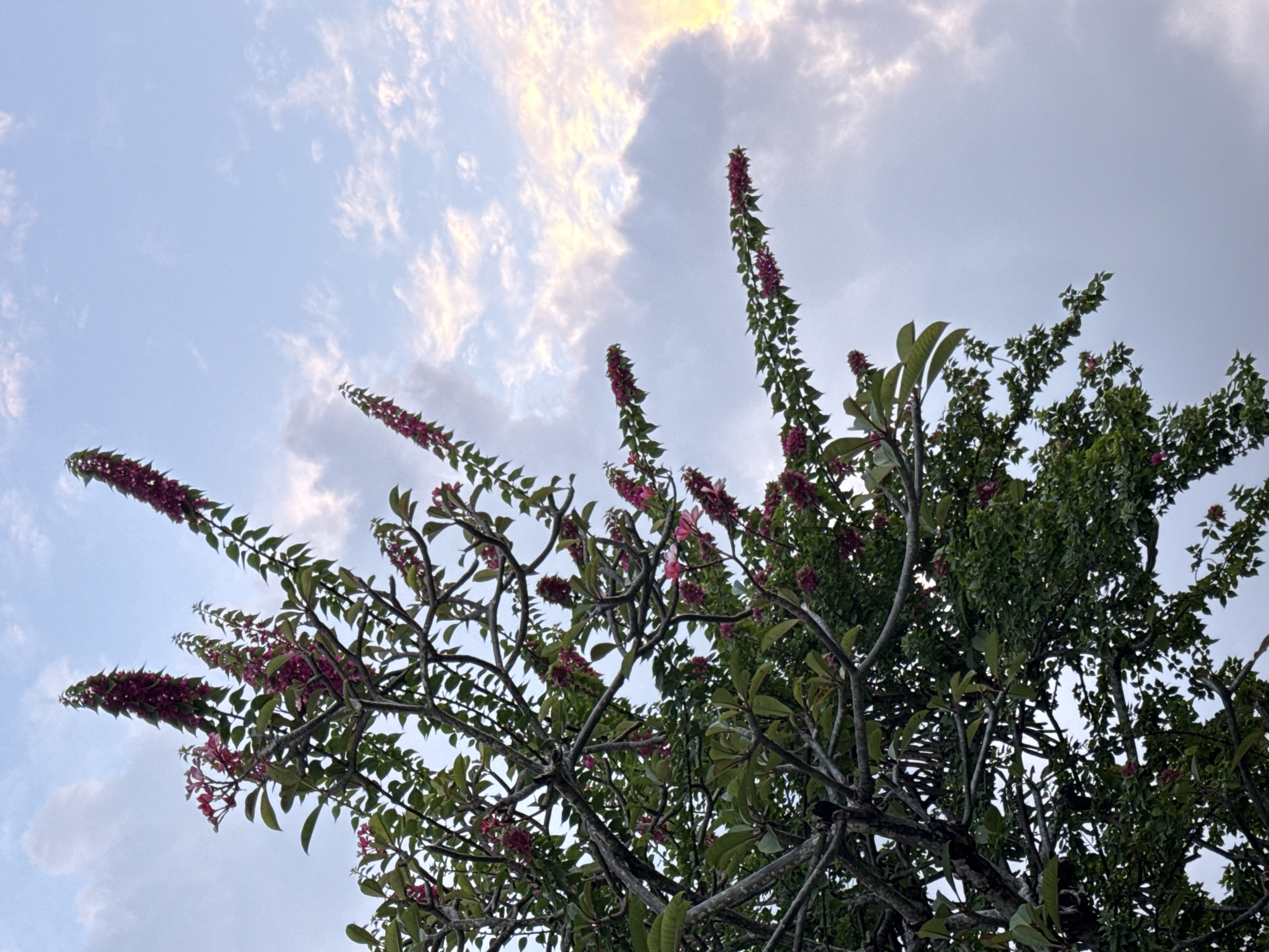 A low-angle shot captures a dense canopy of green foliage and pink flowers against a bright, cloudy sky. The branches of the tree are gnarled and dark, reaching upwards and spreading outwards, creating a complex network of lines. Clusters of small, vibrant pink flowers are scattered throughout the branches, some blooming in long, spiky formations and others in more delicate arrangements. The leaves are a rich green, appearing lush and healthy.
The sky above is a pale blue, partially obscured by scattered white and grey clouds. Patches of bright, warm light suggest that the sun is either rising or setting, casting a gentle illumination. The overall mood is serene and natural, highlighting the beauty of the flora against the expansive sky. There are no people or objects visible in the frame, and no text is present. The location context of Denpasar, Indonesia, implies a tropical setting, consistent with the dense foliage and flowering tree. The time of day is likely early morning or late afternoon due to the quality of light in the sky.