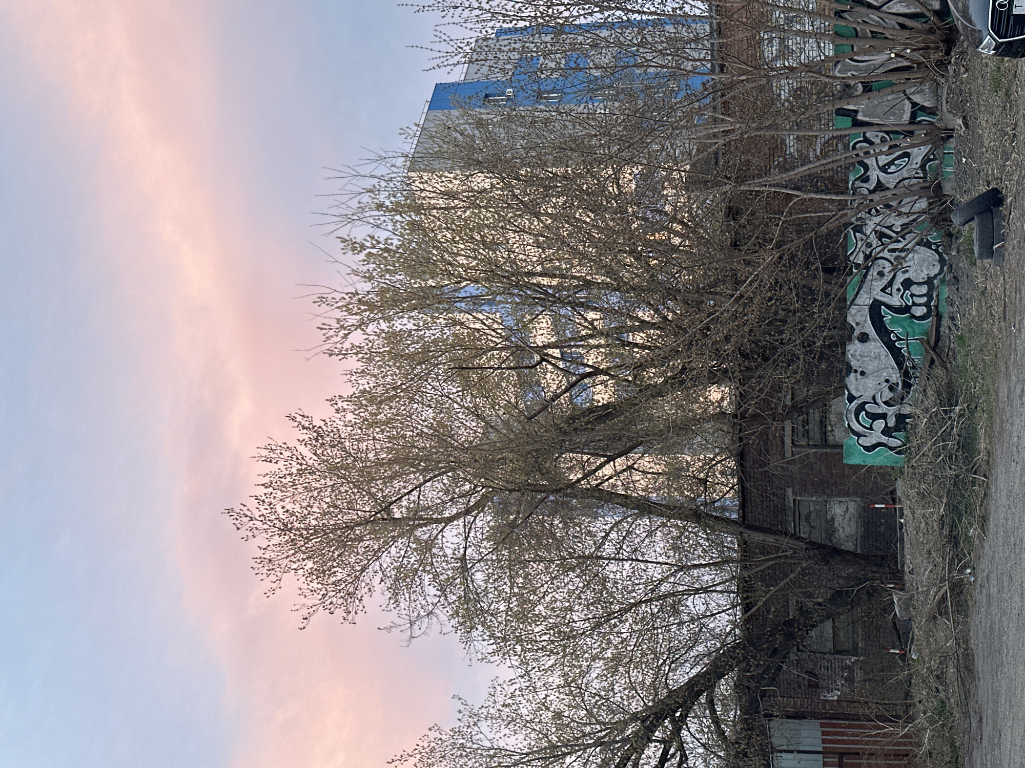 The image shows a building in Krasnoyarsk, Russia. A tree with bare branches is in the foreground, obscuring part of the view. In the background, there is a tall building with blue and white accents. To the right of the tree, a brick building is visible, with graffiti on its side. A car is parked on the right edge of the image. The sky is a mix of pink and blue, suggesting either sunrise or sunset. The ground appears to be a mixture of dirt and grass.