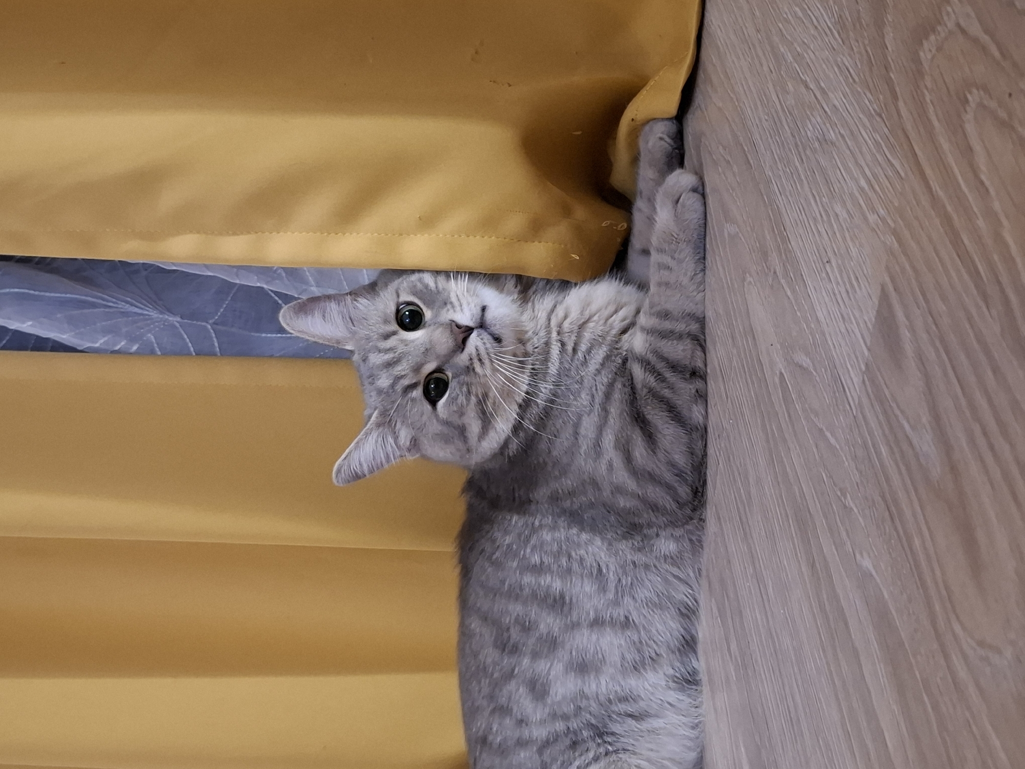 A grey tabby cat is lying on a wooden floor, partially hidden behind a yellow curtain. The cat is looking towards the camera with its green eyes wide open. Its body is elongated, and its paws are tucked beneath it. The background consists of a yellow curtain and a sheer white curtain behind it, with a hint of a building facade visible through a gap. The lighting suggests an indoor environment, possibly a room in a residential building. There are no people visible in the image. The scene appears to be a domestic setting within Zemun Urban Municipality, Serbia.