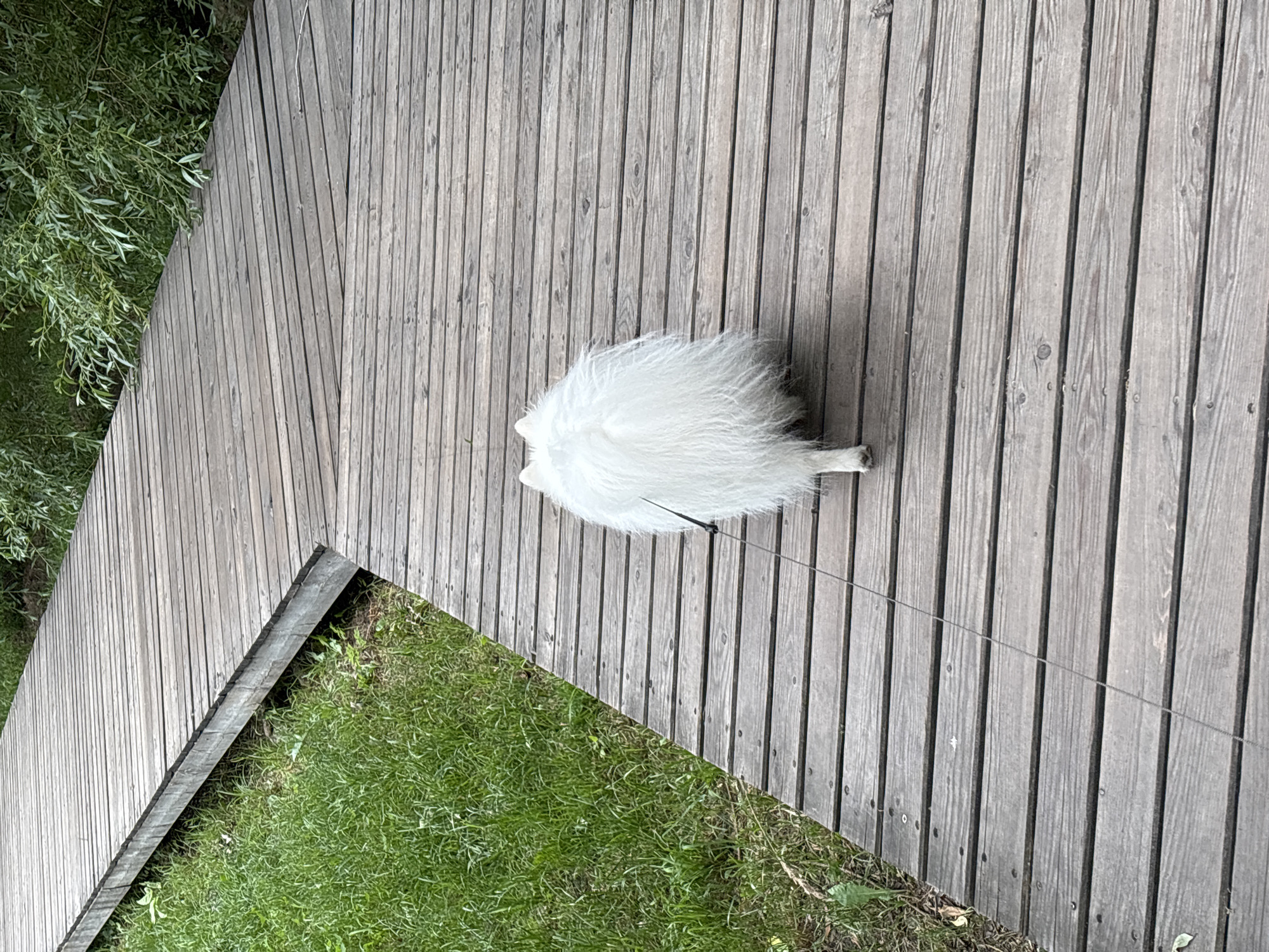 A white fluffy dog is walking on a wooden boardwalk. The dog is on a leash. The boardwalk is surrounded by green grass and trees. The image was taken in the city of Kazan, Russia.