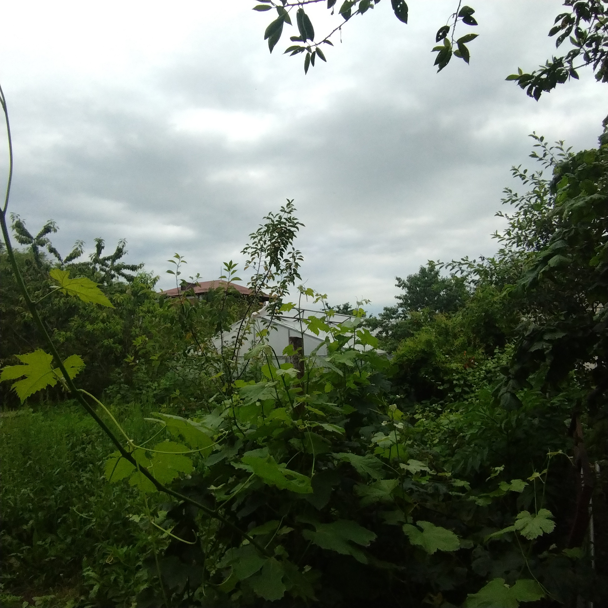 The image depicts an outdoor scene with lush greenery and a cloudy sky. In the foreground, a thick vine with large, light green leaves dominates the left side. Behind the vine, various trees and bushes create a dense wall of foliage. A white greenhouse or similar structure is partially visible through the greenery, with a reddish-brown roof of a house peeking out from behind the trees on the left. The sky is overcast, suggesting a cloudy or possibly rainy day. The overall impression is one of a natural, overgrown garden or rural setting. No people or text are visible. The context of Khankendi, Azerbaijan, suggests a location in the Caucasus region. The time of day is indeterminate due to the overcast sky, but it appears to be daytime. The atmosphere is calm and natural, with a focus on the abundant plant life.