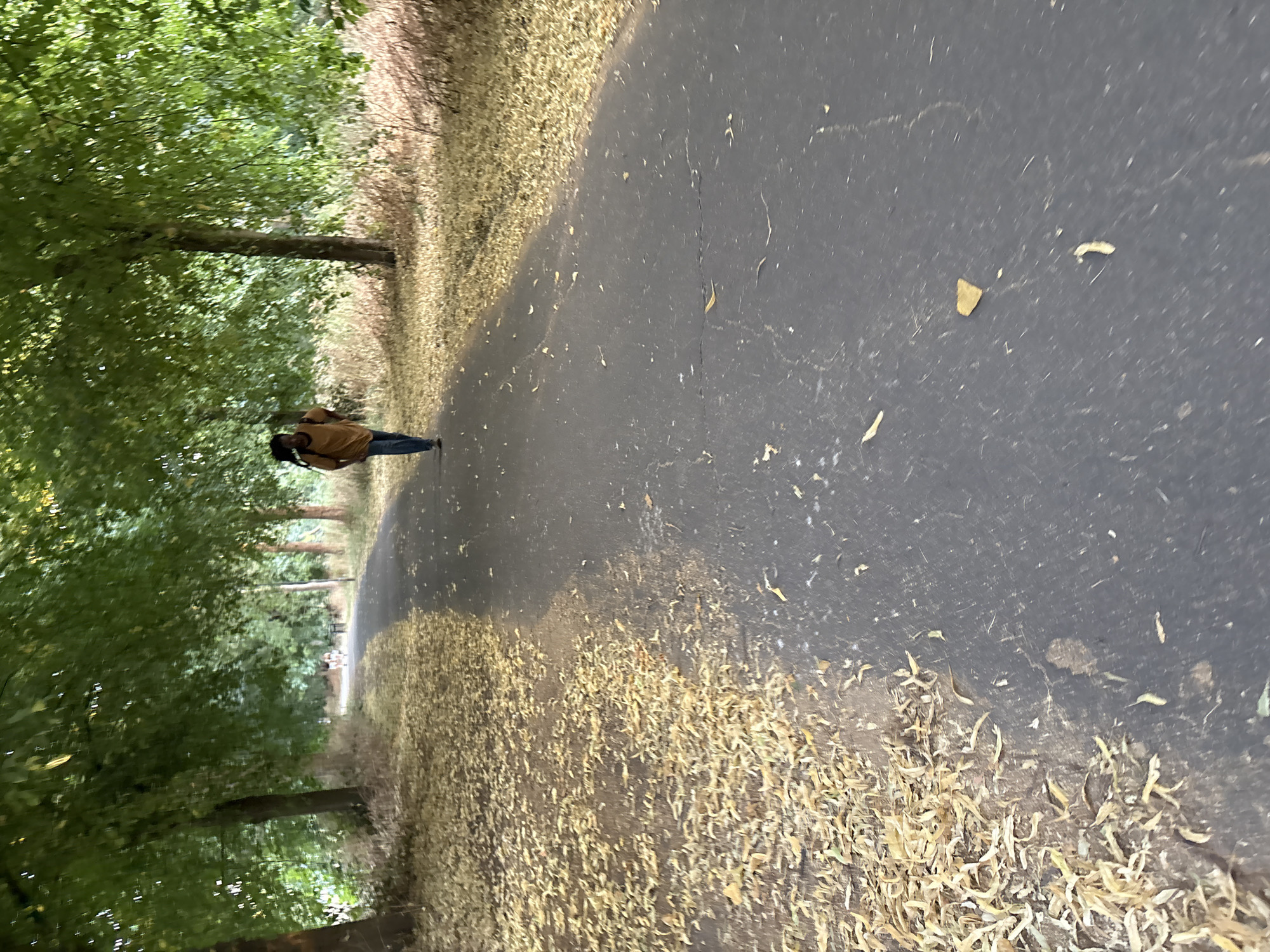 A person is walking away from the camera on a paved path lined with trees. The path is covered in fallen yellow leaves on the left side. The person is wearing a tan shirt and blue jeans and has a backpack on. The trees have green leaves and create a canopy over the path. The lighting suggests it is daytime. The scene appears to be a park or a tree-lined pathway.