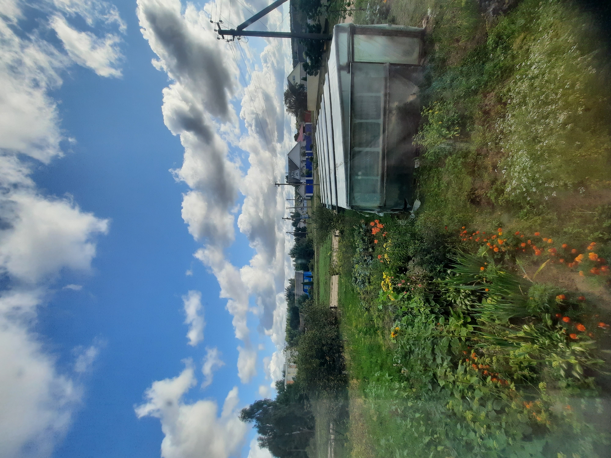 The image depicts a rural scene with a garden in the foreground and houses and utility poles in the background. The garden features a variety of plants, including blooming flowers in shades of orange and yellow, as well as green leafy vegetables. To the right of the garden, a greenhouse-like structure made of transparent plastic sheeting is visible. In the background, several houses with blue roofs and white walls are scattered amongst trees. A utility pole with power lines runs along the right side of the image. The sky is partly cloudy with a mix of blue sky and white clouds. The overall impression is of a sunny day in a suburban or rural area. The location is identified as Shklov, Belarus, suggesting this is a view from within or near a private plot of land in that region.
