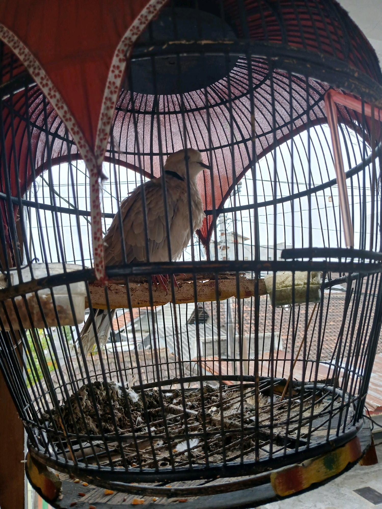 An eye-level, medium shot shows a light brown bird with dark wing feathers and a black collar, perched on a wooden dowel inside a black metal birdcage. The bird is facing left, with its head slightly tilted. Behind the bird, the cage interior contains a nest made of dried grasses and feathers. To the left of the nest, a small clear plastic container holds birdseed. The birdcage is set against a background that suggests a residential area, with the tops of tiled roofs visible through the cage bars. The scene is lit with natural daylight, creating a slightly overcast atmosphere. The birdcage appears weathered, with some rust on the metal bars and chipped paint on the wooden base. The surrounding environment suggests an outdoor setting, possibly a balcony or an open window in Depok, Indonesia.