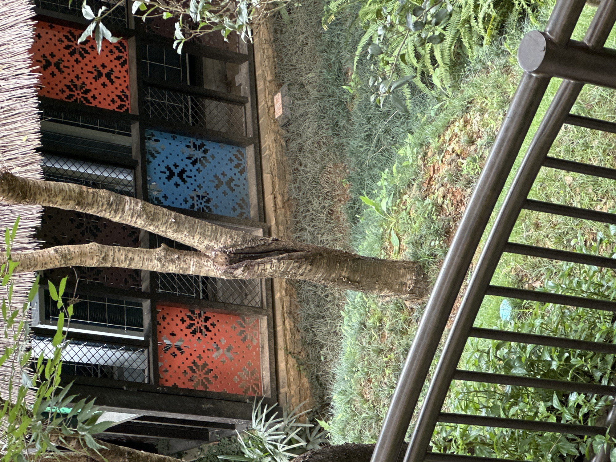 This is an outdoor, daytime photograph capturing a distinctive building and lush vegetation, purportedly located in Púng Luông, Vietnam. The perspective is from an elevated position, looking downwards, with a dark brown or black metal railing occupying the lower foreground.
The central structure is a single-story building featuring a prominent thatched roof made from natural fibers. The building's exterior walls are dark-colored, possibly painted wood, and contain multiple window openings. Several windows are visible, fitted with glass panes and dark, gridded frames. Below two of these windows are rectangular decorative panels: one is red-orange, and the other is blue. Both panels exhibit an identical intricate cutout pattern composed of small, pixelated cross and star-like geometric shapes. The building's foundation is constructed from rough-hewn stone or concrete blocks, partially obscured by ground vegetation.
The ground slopes downwards from the building, covered predominantly by various types of green grass and foliage. Patches of lighter green, finer grass are interspersed with denser, darker green plants. Two trees with light brown, textured bark stand prominently in the mid-ground, partially obstructing the view of the building. Overhead, green leaves from another tree hang into the upper portion of the frame, partially shadowing the thatched roof. Other discernible plant life includes ferns and various leafy shrubs. A small, dark, square object, possibly a utility box or light, rests on the ground near the base of the blue panel. A small, light blue object, potentially plastic debris, is visible in the grass behind the railing on the right side. No individuals or animals are present in the image. The lighting suggests an overcast or shaded daytime condition, characterized by diffused illumination and an absence of strong shadows.