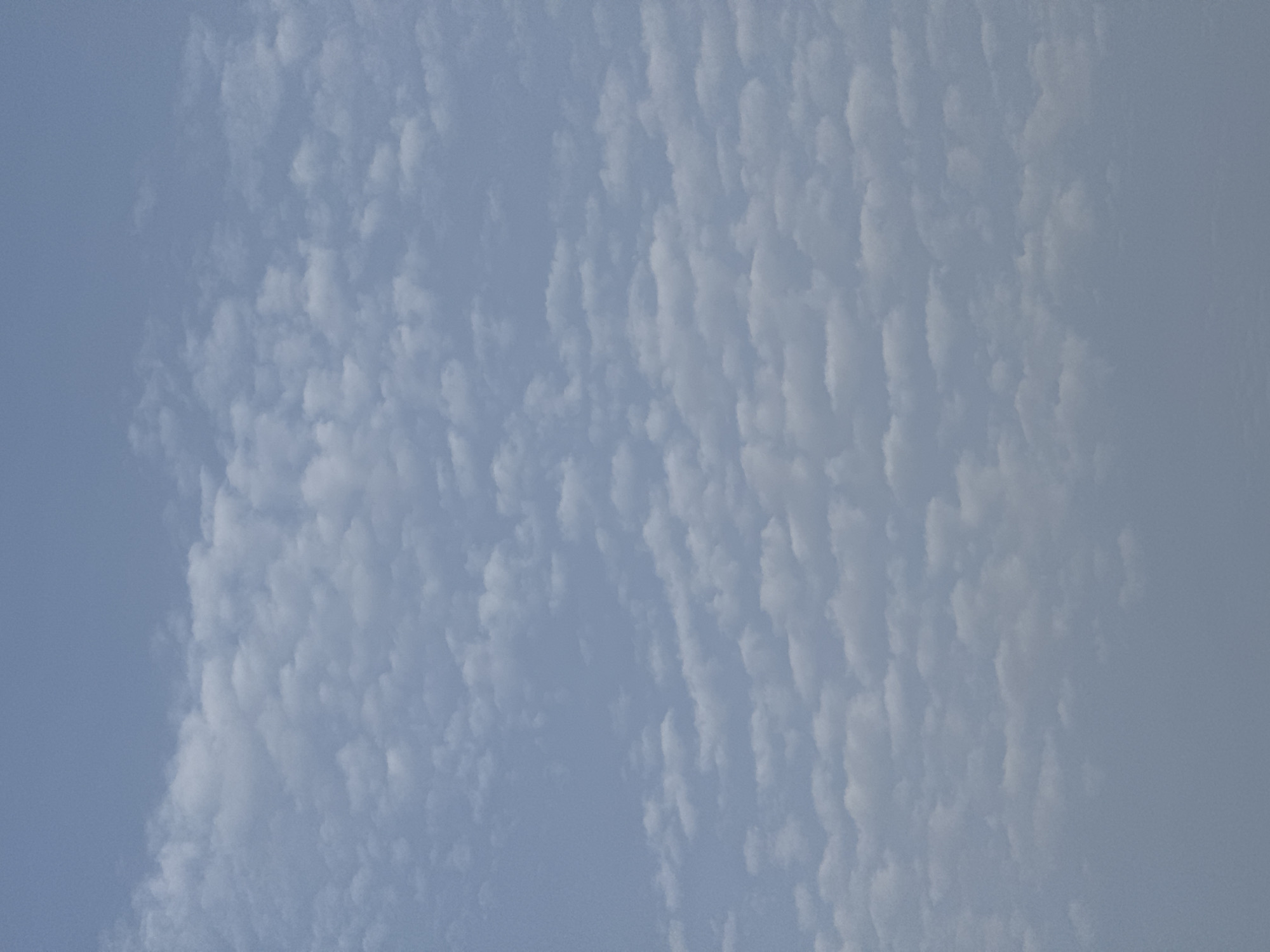 The image depicts a vast expanse of sky filled with scattered, wispy clouds. The sky is a pale blue, transitioning to a slightly grayer hue towards the bottom of the frame. The clouds are small and puffy, appearing in numerous clusters across the visible area. There are no discernible landmarks or human elements present in the image, suggesting an aerial perspective or a view from an open space. The lighting suggests it is daytime, with diffused sunlight illuminating the clouds from above. The overall impression is one of an open sky, likely taken from a high vantage point or during a flight over Torrevieja, Spain, given the lack of any terrestrial features to provide specific location context within the city.