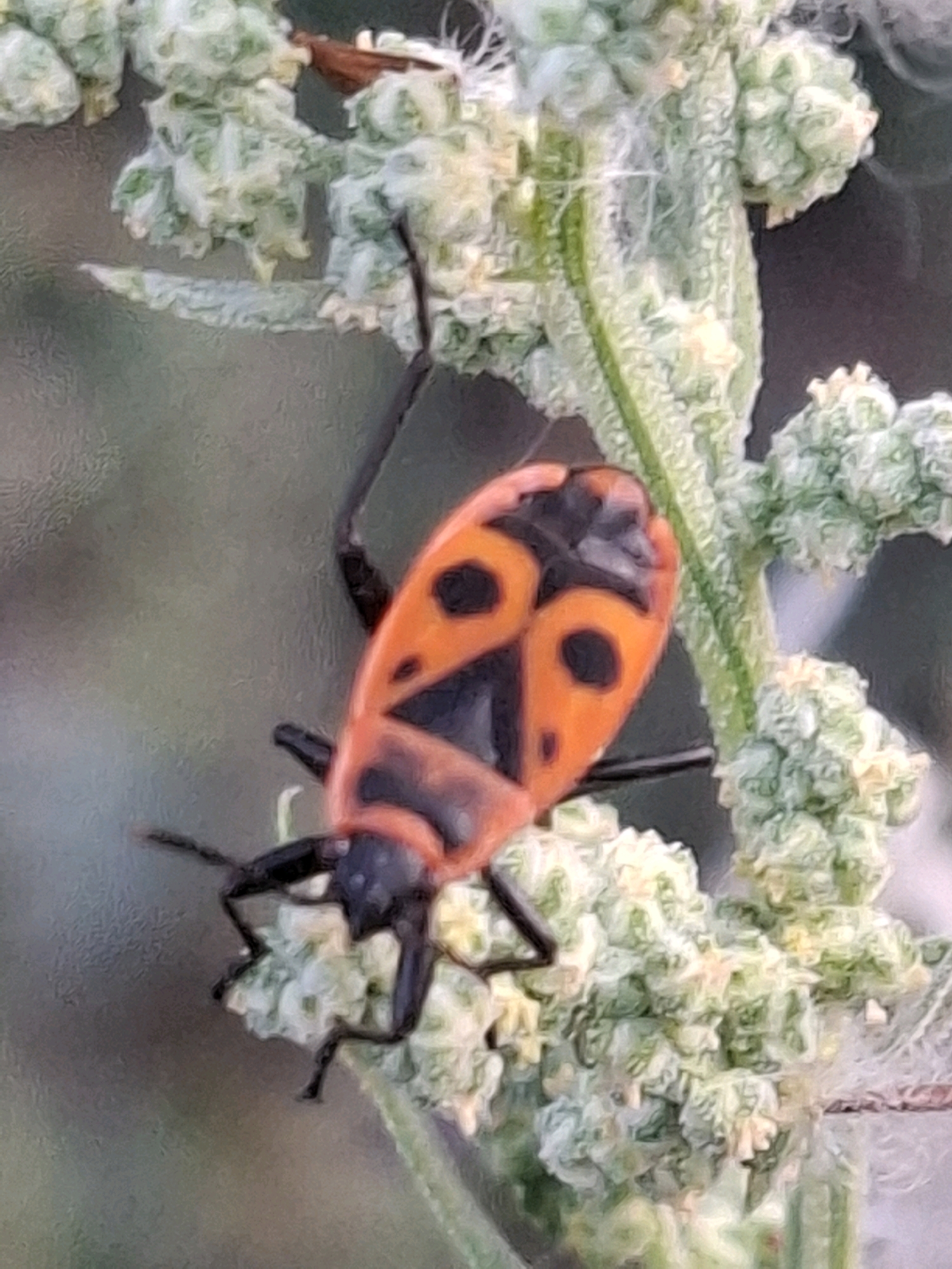 A close-up, slightly blurry, eye-level shot captures a red and black insect perched on a light green, fuzzy plant stem. The insect's body is predominantly orange with distinct black markings, including two large, circular spots on its back that resemble eyes, and black legs and antennae. The plant stem it's on is covered in small, clustered buds or seed heads, giving it a fluffy appearance. The background is a soft, out-of-focus green and grey, suggesting an outdoor environment. There is no discernible location in the city of Almaty, Kazakhstan.