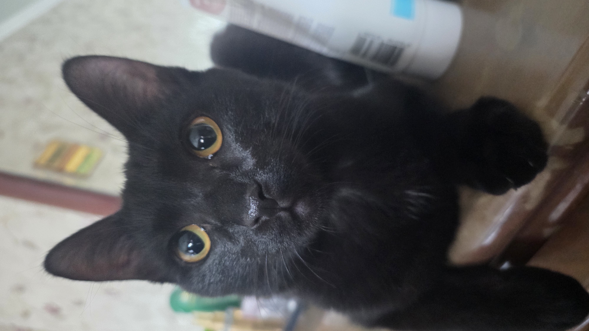 A black cat with striking yellow eyes is perched on a wooden surface, looking directly at the camera. The cat's fur is sleek and black, with a few faint white hairs visible on its chest. Its ears are pointed and alert, and its nose is a dark, moist black. The background is blurred, but appears to be an indoor setting with hints of shelves and other objects, suggesting a domestic environment. No specific location within Chuy, Kyrgyzstan, can be identified from the image.