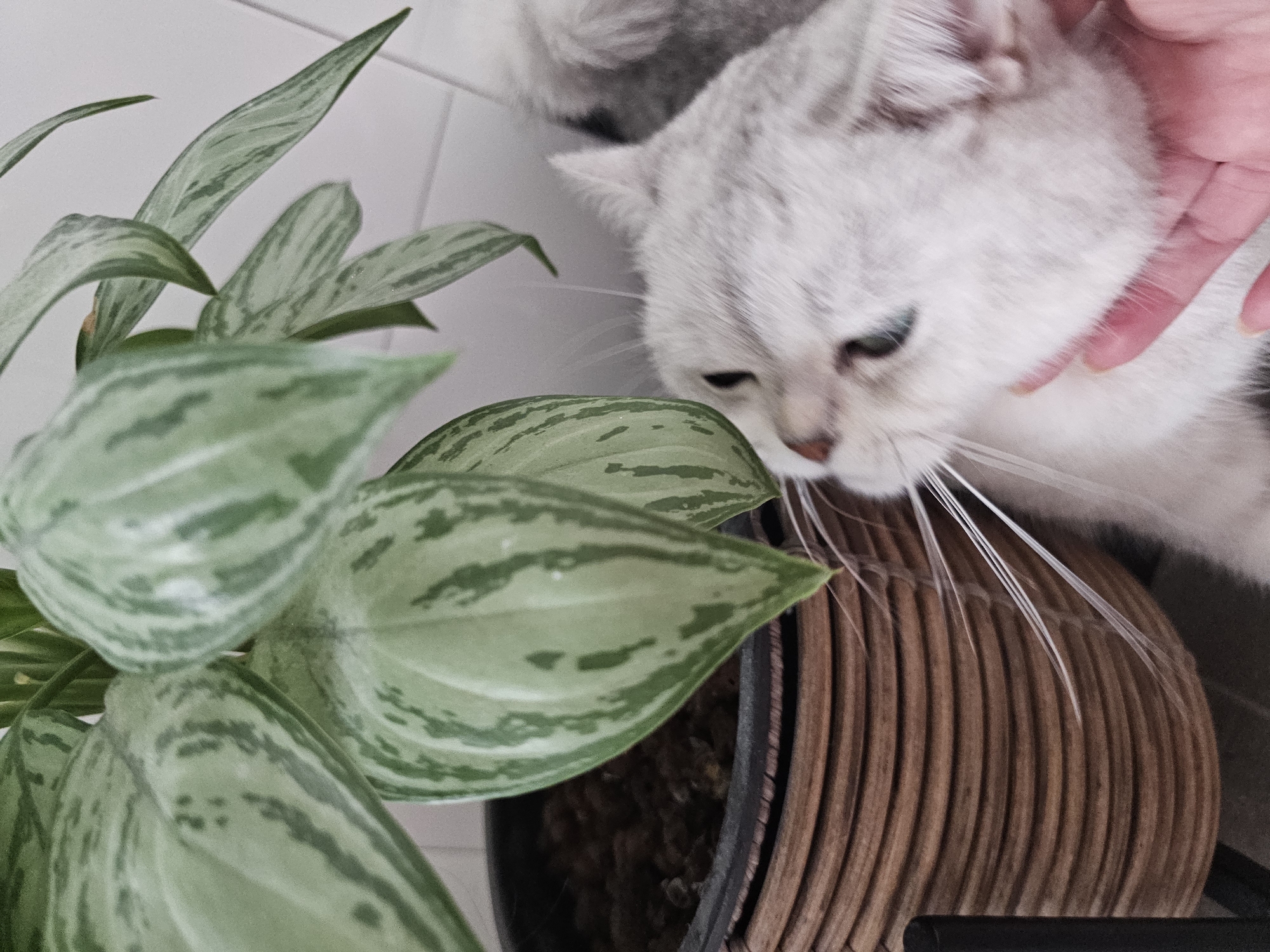 A close-up, slightly blurred, eye-level shot features a light-colored cat with silver tabby markings next to a potted plant. The cat's head is turned to the left, with its face obscured by the plant's leaves and a person's hand stroking its chin. The cat has dark eyes and long white whiskers. The plant, in a brown, textured pot, has large, variegated green leaves with lighter green markings. The background is a white tiled wall. The scene appears to be indoors, in a domestic setting, with no discernible city or location markers.