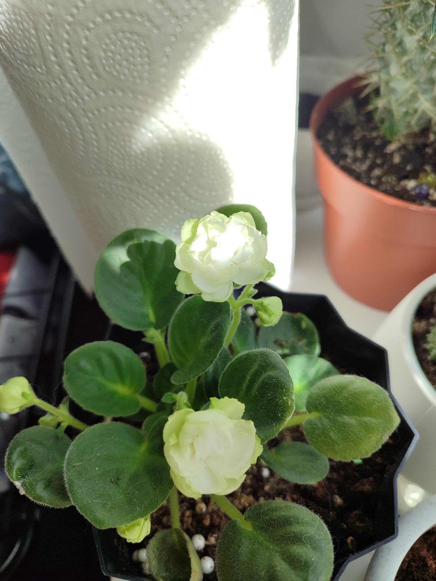 The image shows a close-up of a potted African violet plant with white, double-petal blossoms. The plant has several green, fuzzy leaves and is in a dark-colored plastic pot. The soil in the pot contains small, white pellets. Behind the plant, there's a roll of paper towels. To the right of the violet, there are other potted plants, possibly cacti, in terracotta and white pots. The scene is brightly lit, possibly by natural light from a nearby window. There is no evidence to suggest the location is Izhevsk, Russia. The image consists of indoor scenery.