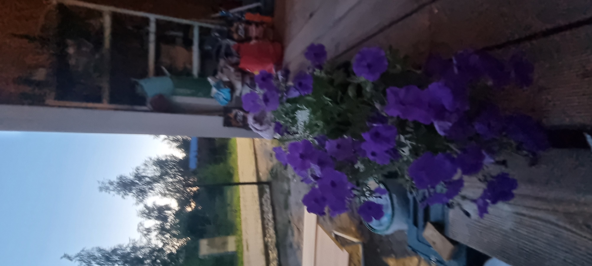 The image depicts an outdoor scene with a prominent display of purple petunias in the foreground, situated on a wooden surface. Behind the flowers, a shelf unit is visible, filled with various items including bags and containers. The background shows trees and a clear sky, suggesting an outdoor setting, possibly in a residential area. The overall lighting suggests it is either early morning or late evening. The presence of a wooden plank and a blue storage container in the lower left corner indicates a functional or storage area. No people are visible in the frame.