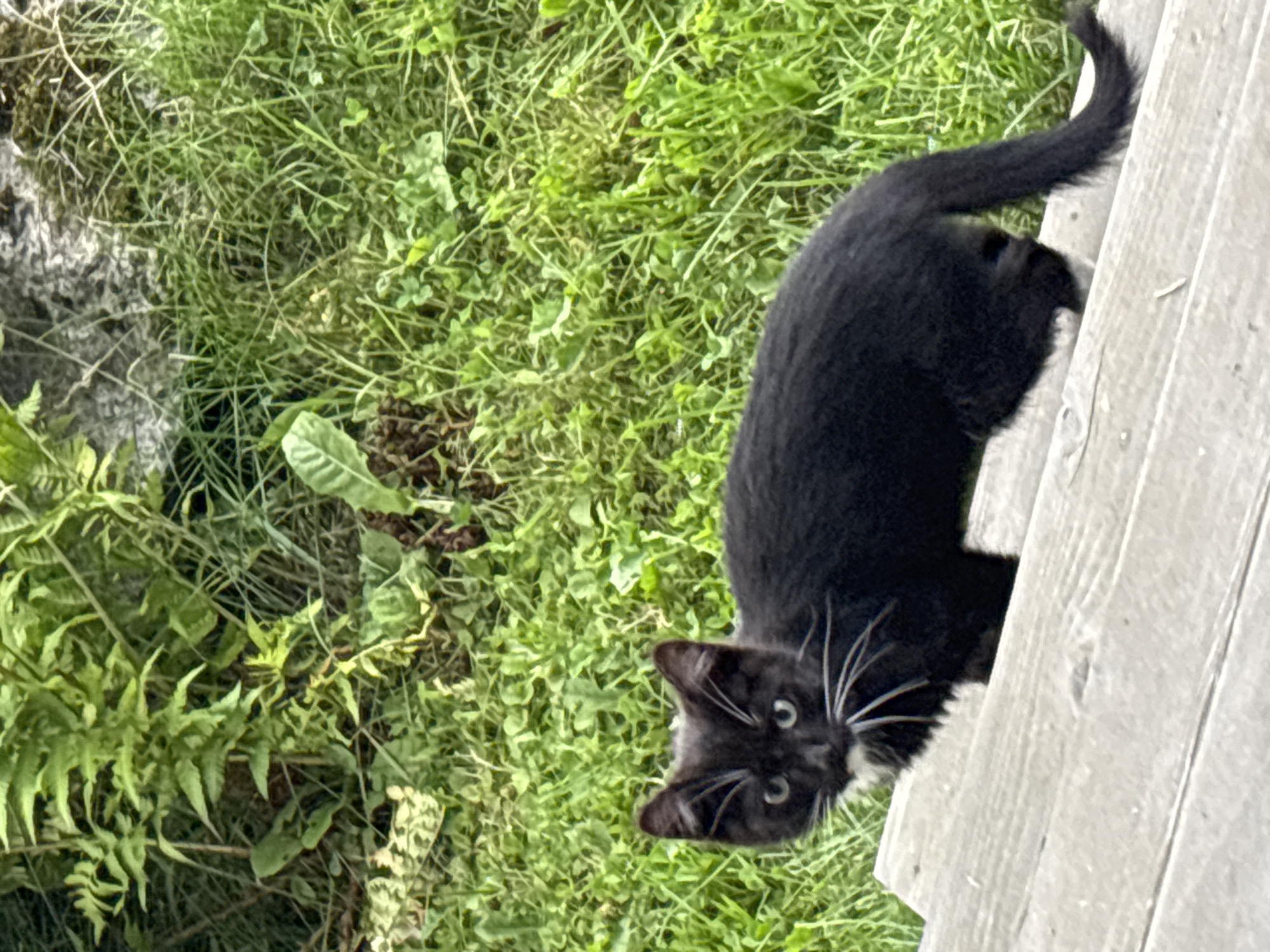 A black cat with white whiskers and a white patch on its chest stands on wooden steps outdoors. The cat is facing left and looking towards the viewer. In the background, there is lush green foliage, including ferns and grass, and a rough, gray rock. The scene appears to be a natural outdoor setting, possibly a garden or park, in the city of Zvenigorod, Russia. The lighting suggests it is daytime. There are no people or other animals visible in the image.