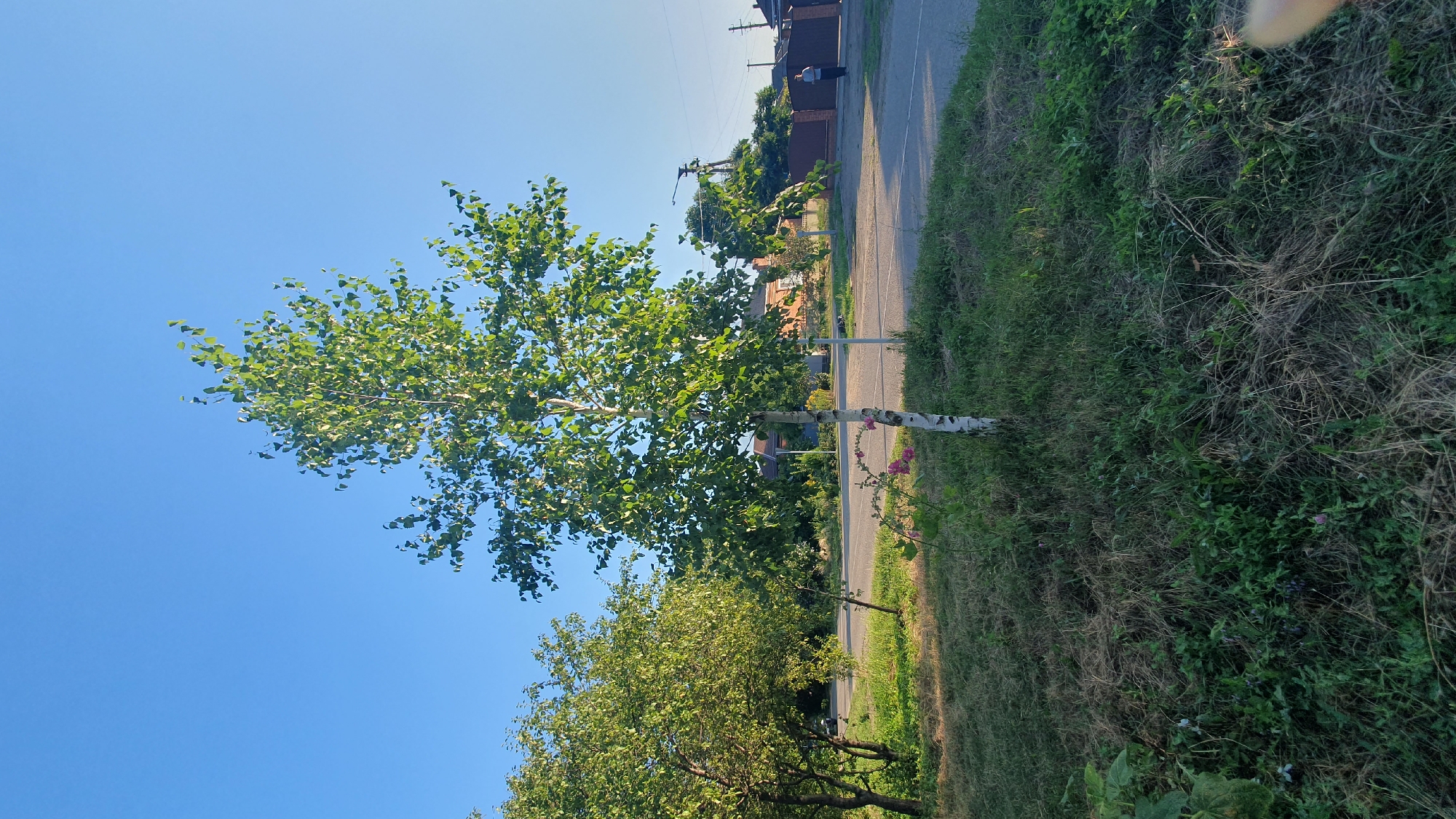 A tall, slender birch tree with vibrant green leaves stands in the foreground, its white, papery bark clearly visible. The tree is situated on a grassy verge bordering a paved road. To the left of the birch, another tree with denser foliage is present. In the background, houses with terracotta roofs, a brown fence, and utility poles are visible. A person is walking on the far right side of the road. The sky is a clear, bright blue, suggesting a sunny day. The scene appears to be a residential area in Ust-Labinsk, Russia, likely during daylight hours.