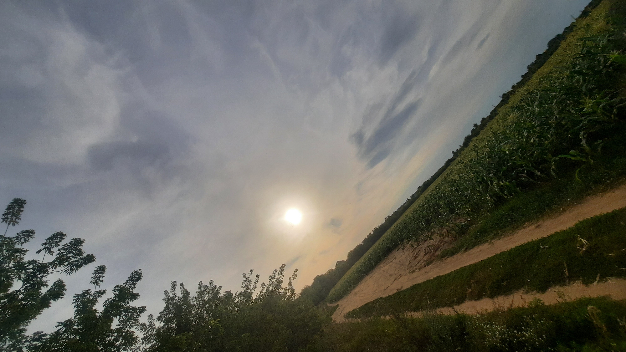 An outdoor, tilted, eye-level shot captures a dirt path running alongside a cornfield, with a sun partially obscured by clouds. The sun is positioned in the upper left quadrant of the image, casting a bright, hazy glow. The cornfield, filled with lush green stalks, stretches diagonally across the frame from the lower right to the upper left. The dirt path is a light brown, with visible tire tracks and some scattered grass and small white flowers along its edges. Trees with dark green foliage line the left side of the path, obscuring a portion of the sky. The sky is predominantly a light gray with streaks of darker clouds, particularly in the upper right portion of the image. The overall impression is of a rural, agricultural landscape under a diffused sunlight.