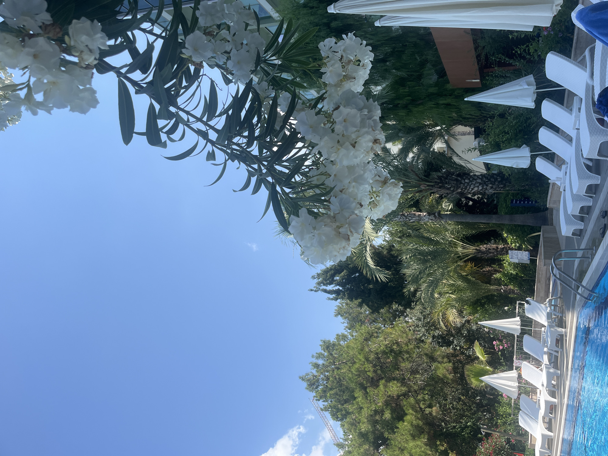A low-angle outdoor, eye-level shot captures a sunlit scene by a swimming pool, likely in Alanya, Turkey, given the flora and architecture. The foreground features the vibrant blue water of a swimming pool with a metal ladder. Along the pool's edge are rows of empty white lounge chairs, some equipped with white umbrellas. Lush green trees, including palm trees, and dense foliage form a backdrop, with a modern building visible behind the greenery on the right. White flowers cascade from branches in the upper right of the frame, adding a touch of natural beauty. The sky above is a clear, bright blue with a few wispy clouds on the left. A construction crane is partially visible above the trees in the distance on the left side.
