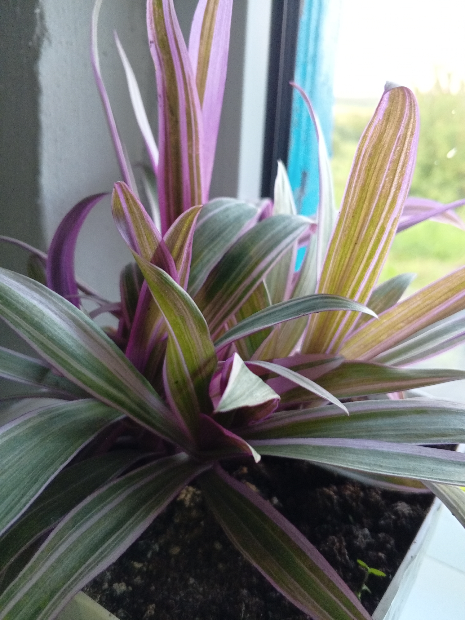 A close-up shot focuses on a vibrant Tradescantia zebrina plant, commonly known as the inch plant or wandering jew. The plant is potted in a square white container filled with dark soil. Its long, pointed leaves display a striking pattern of deep green, silvery-white, and bright purple stripes. The leaves grow in a dense, layered arrangement, with some arching outwards and others reaching upwards. The background shows a blurred view of a window with a bright, outdoor scene beyond, hinting at a natural light source. The overall impression is one of lush, healthy foliage.
