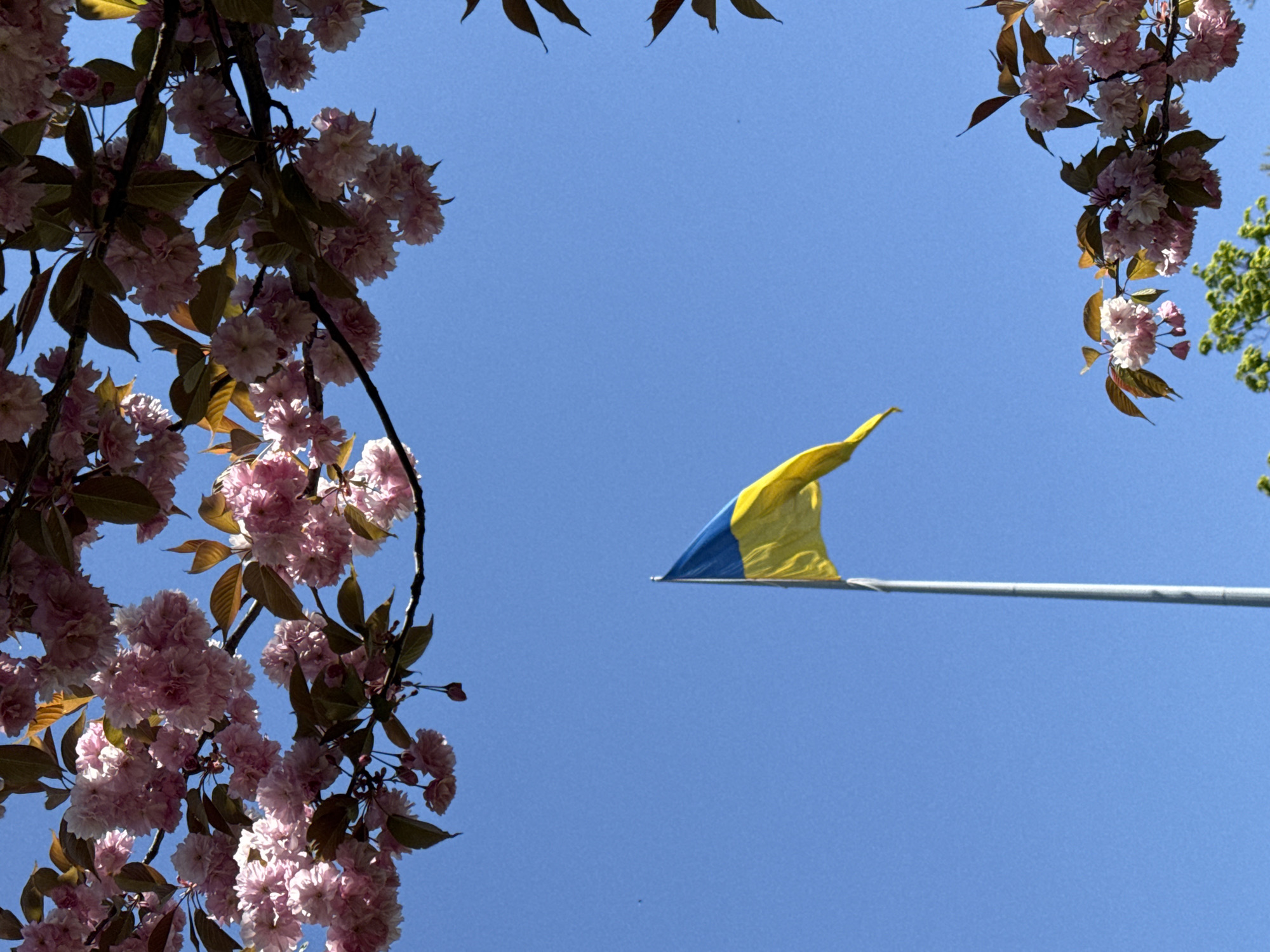 The image is a low-angle shot of a blue sky framed by blooming cherry blossom branches. On the left side of the frame, branches laden with pale pink cherry blossoms and bronze-tinted leaves fill the view. Similar branches, though less dense, appear in the upper-right corner. In the center of the frame, a Ukrainian flag, horizontally divided into blue and yellow sections, flutters on a metal flagpole. The city of Kryvyi Rih, Ukraine is not evident within this shot.