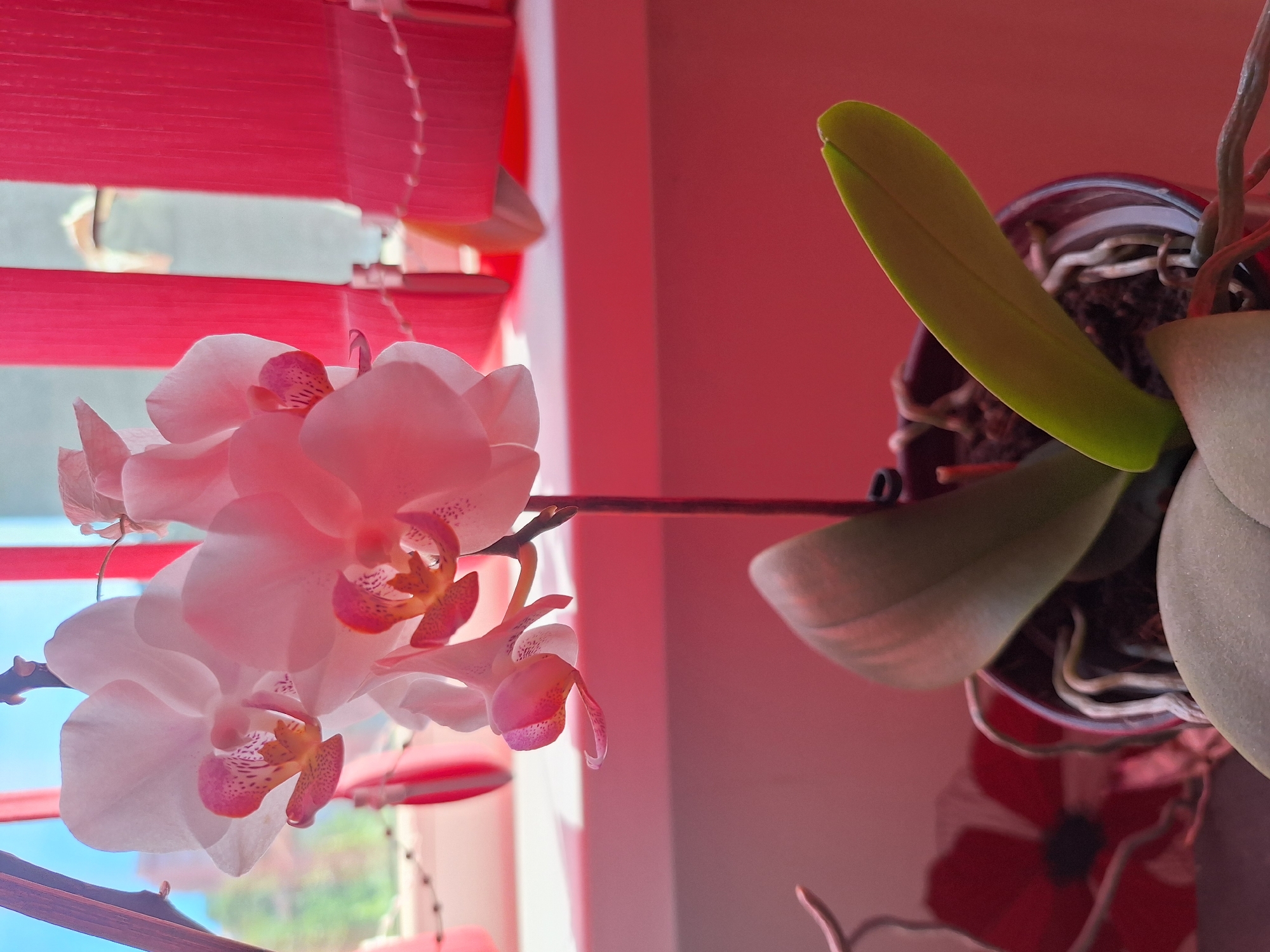 A close-up, eye-level, vertical shot shows a pale pink orchid in bloom, sitting in a clear plastic pot on a pink surface. The orchid's delicate petals are tinged with deeper pink and dotted with dark spots near the center. The plant's thick, pale green leaves and exposed, greyish roots are visible. In the background, bright red vertical blinds are partially drawn, revealing a blurry view of green trees and a blue sky. The lighting suggests an indoor setting, possibly a windowsill, with sunlight filtering through the blinds. There are no people or animals present in the image. The overall impression is one of domestic tranquility, with the orchid serving as the main subject, enhanced by the vibrant red of the blinds. The scene does not provide enough detail to determine its exact location in Varna, Bulgaria.