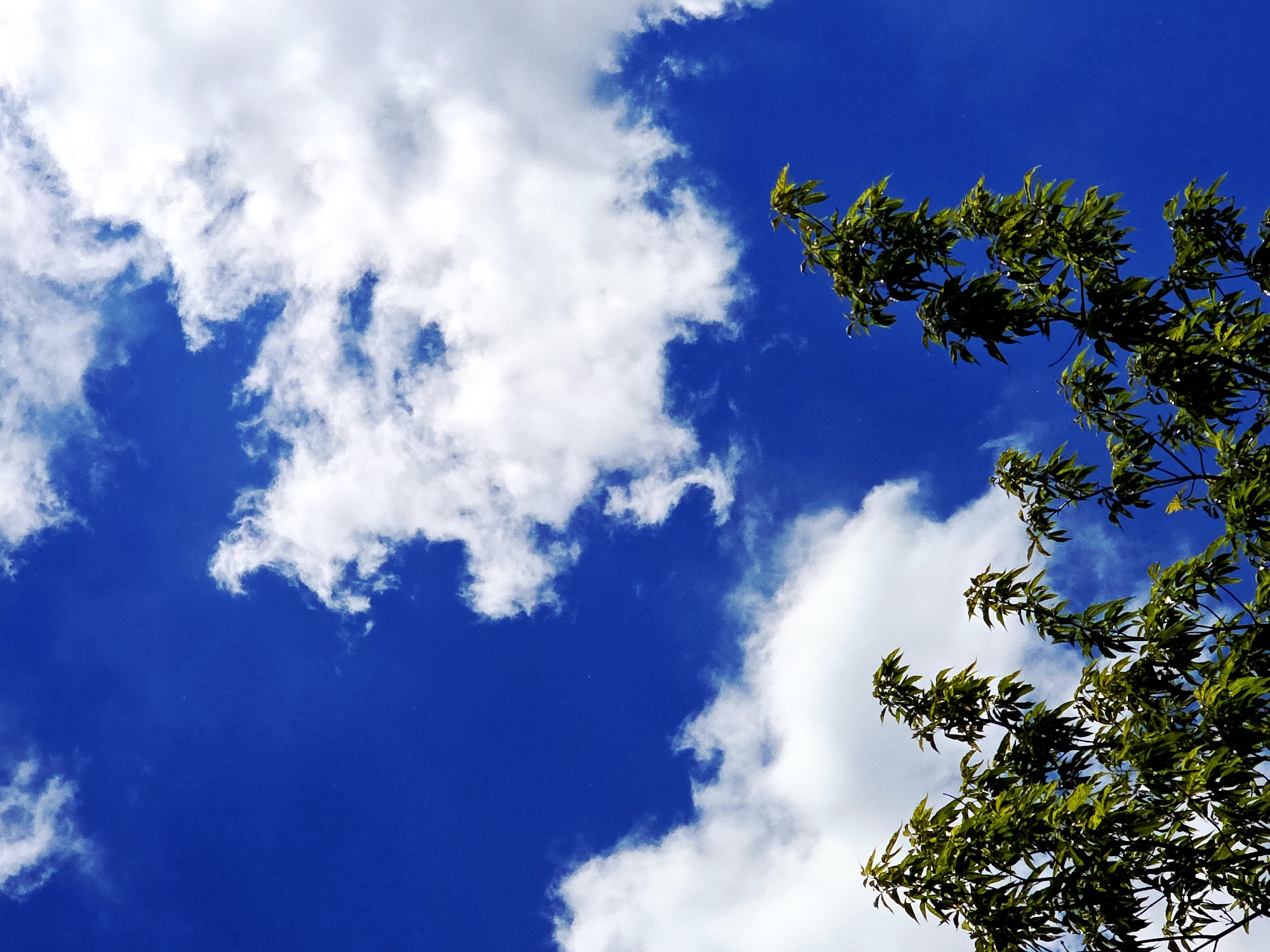 The image presents a vibrant, upward-looking view of a bright blue sky filled with white clouds and framed by green tree foliage. The dominant feature is the rich, deep blue sky, which occupies the central and left portions of the frame. Fluffy, white cumulus clouds are scattered across the sky, with large clusters appearing in the top left and bottom right corners, and smaller wisps elsewhere. These clouds are brightly illuminated, suggesting direct sunlight.
On the right side of the frame, extending from the top right corner and diagonally towards the middle, are branches densely covered with fresh, green leaves. The leaves show varying shades of green, with some highlights indicating sunlight catching their surfaces, while others are in shadow, adding depth and texture to the foliage. The tree branches are positioned against the clear blue sky and some white clouds.
The scene depicts an outdoor setting on a clear and sunny day, likely mid-day due to the high contrast and vivid colors. The weather appears fair and pleasant. There are no people, man-made objects, or discernible location cues within the image beyond the natural elements of sky, clouds, and tree leaves. No text is visible. The overall mood is one of serenity and natural beauty.