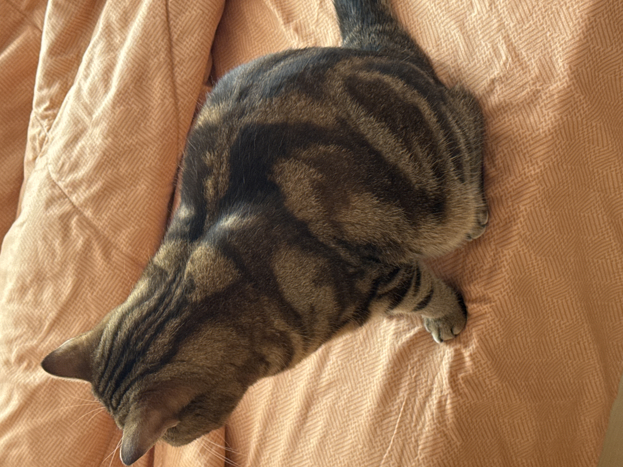 A medium shot from above depicts a tabby cat on a light orange, textured fabric, possibly a blanket or bedspread. The cat is mostly facing away from the viewer, with its head oriented towards the lower left corner of the frame. The cat's tail extends upwards, and one of its paws is visible on the right side of its body. There is no indication of the city of Chaikovsky, Russia, or any other location information.