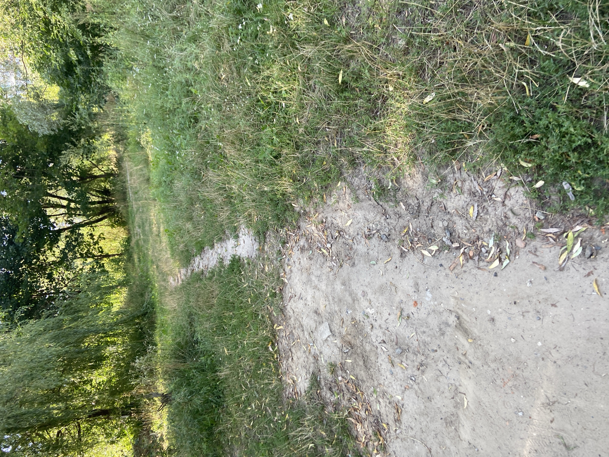 A dirt path winds through a grassy area with trees in the background. The path is made of light-colored dirt and is scattered with dry leaves. The grass on either side of the path is tall and green, with some patches of dry, brown grass. In the background, there are several trees with dense green foliage. The scene appears to be in a park or natural area. The lighting suggests it is daytime, with sunlight filtering through the leaves of the trees. This scene is located in Kyiv, Ukraine.