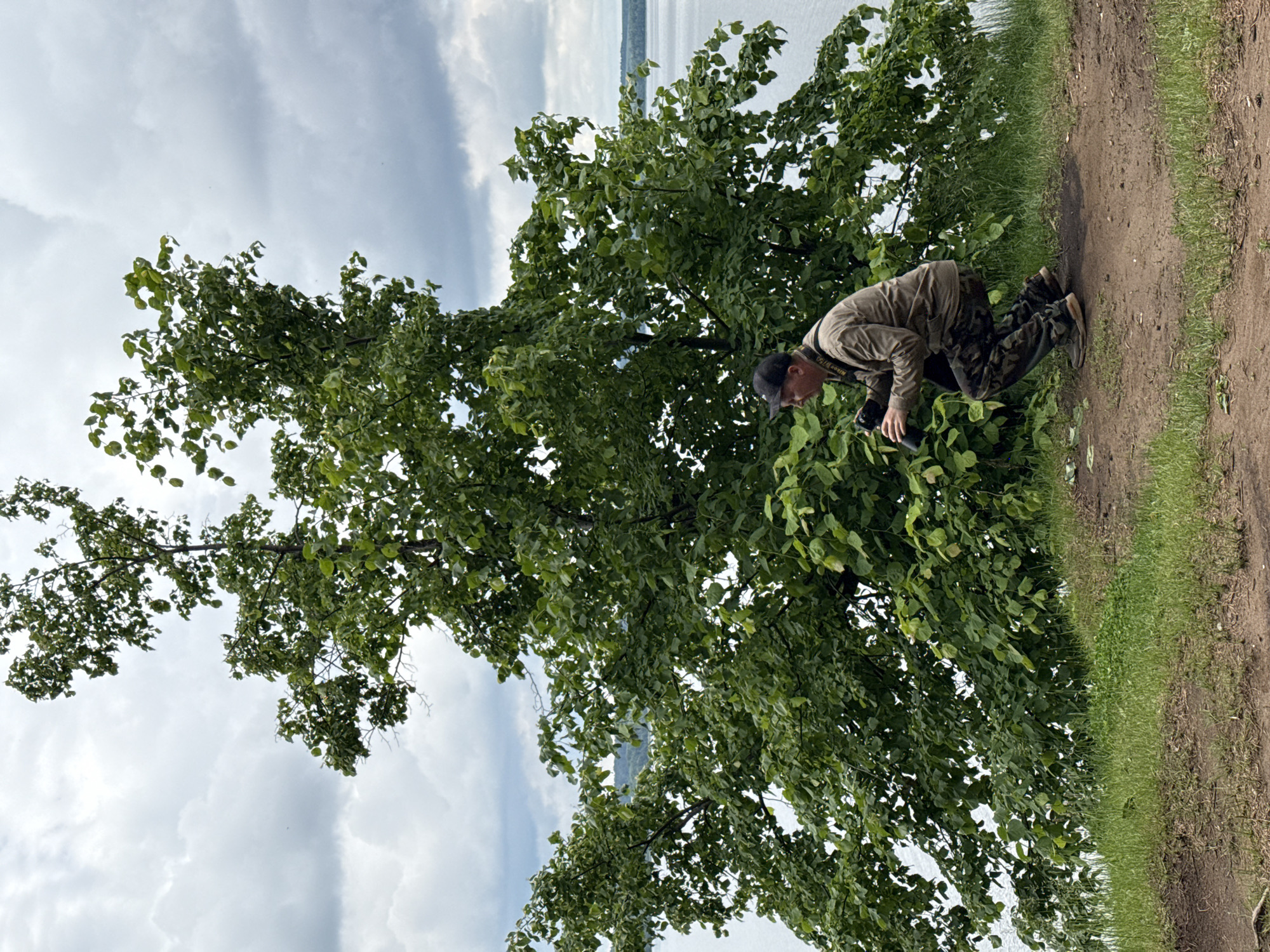 This outdoor photograph captures a serene natural setting, likely near the Votkinsk Reservoir in Votkinsk, Russia. In the mid-ground on the right, a man is observed in a crouched position, seemingly engrossed in an activity within the surrounding foliage. He wears a light tan or olive long-sleeved shirt, camouflage pants, and a dark baseball cap positioned backward. A camera strap with the "Nikon" brand visible on it hangs around his neck, and he holds a black camera with a lens, aiming it down towards the dense green leaves, indicating he is engaged in photography or detailed observation of nature.
A prominent, large tree with lush green leaves occupies the left and central areas of the frame, its branches reaching upwards and across. Beyond the tree and the man, a broad, calm body of water extends into the distance, meeting the horizon beneath a sky filled with soft, white clouds. The immediate foreground on the right consists of a dirt path interspersed with green grass. The lighting suggests a bright, overcast day, likely in the mid-morning to late afternoon. The scene conveys a quiet moment of focused engagement with the natural environment.
