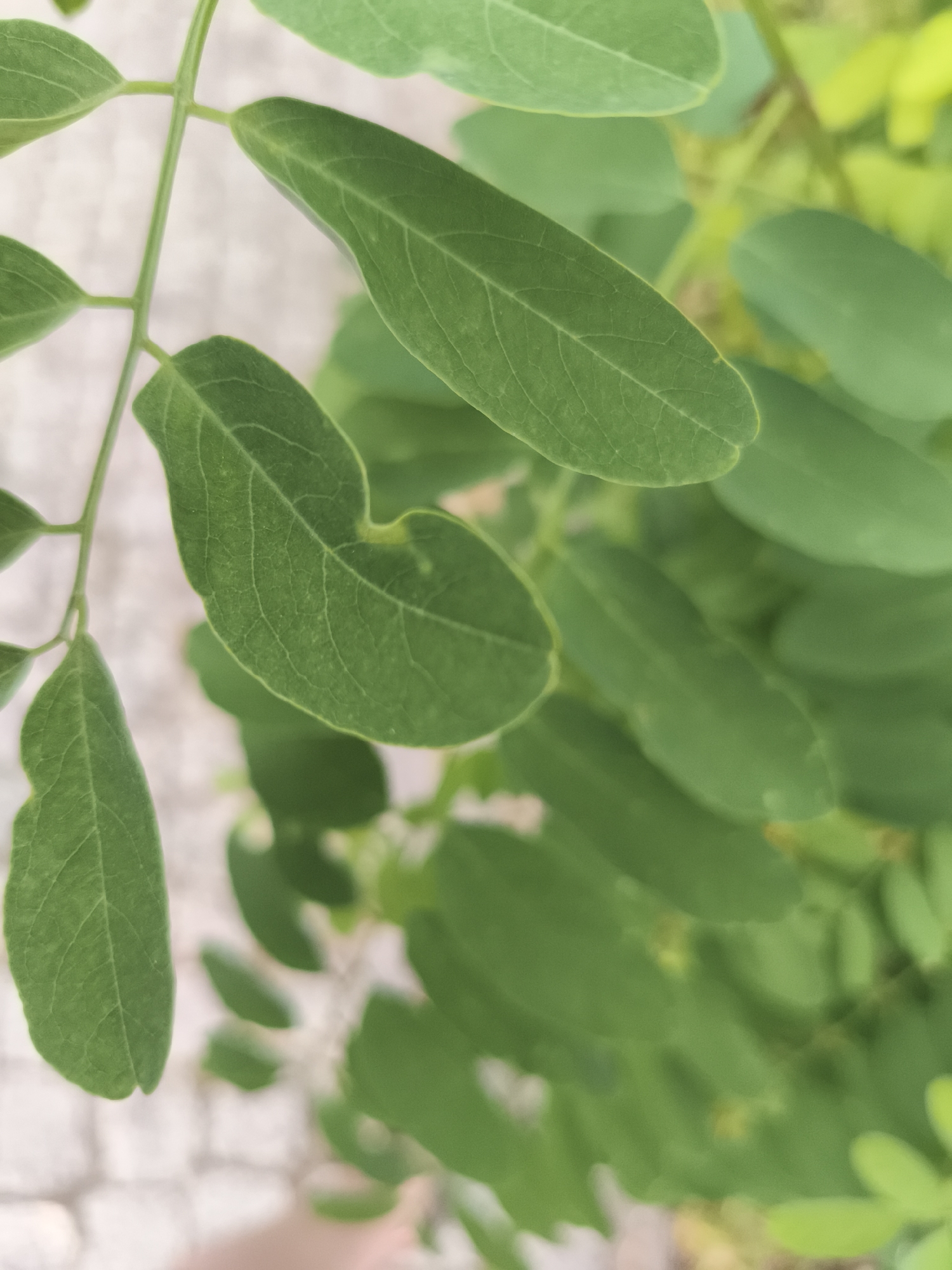 The image is a close-up, vertically oriented photograph of bright green, oval-shaped leaves on a plant stem. The leaves are arranged alternately along the stem. The surface of the leaves shows visible veins. The background is softly blurred, revealing a textured, light-colored surface that appears to be a paved area, possibly cobblestones or bricks, and hints of other green foliage. The lighting suggests it is daytime, and the overall mood is natural and serene, focusing on the detail of the plant. There is no visible text or discernible activity taking place. The location context is Nowy Dwór Mazowiecki, Poland.