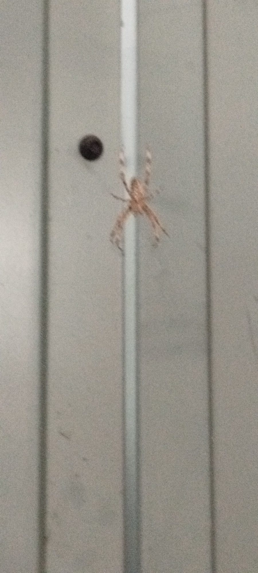 An out-of-focus, low-resolution image depicts a spider suspended by a silk thread against a textured, vertical, gray surface. To the left of the spider, a dark, round object, possibly a piece of debris, is also suspended by an unseen thread. The background appears to be a corrugated metal wall, characteristic of industrial or utilitarian structures found in urban or suburban environments. The lighting is diffuse, suggesting an overcast day or an indoor setting with ambient light. The overall image lacks sharp detail, making it difficult to ascertain the specific species of spider or the exact nature of the surroundings beyond the general impression of a metallic surface. No discernible human presence or specific landmarks are visible, and the context of Yaroslavskaya, Russia, cannot be confirmed from the visual information alone.