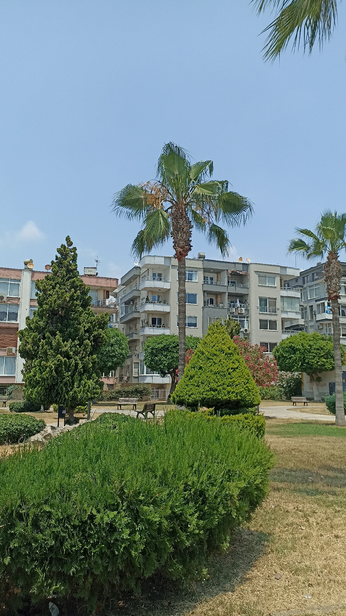 The image depicts a sunny day in a park area of Yenişehir, Turkey, with several apartment buildings visible in the background. In the foreground, a large, dense green hedge dominates the lower portion of the frame. Behind the hedge, a paved pathway winds through a grassy area, with several wooden park benches placed along it. Several trees are scattered throughout the park, including a tall evergreen tree to the left and two palm trees. The apartment buildings are modern, with balconies and numerous windows. The sky is a clear light blue with a few wispy clouds. The overall scene conveys a peaceful urban park environment.
