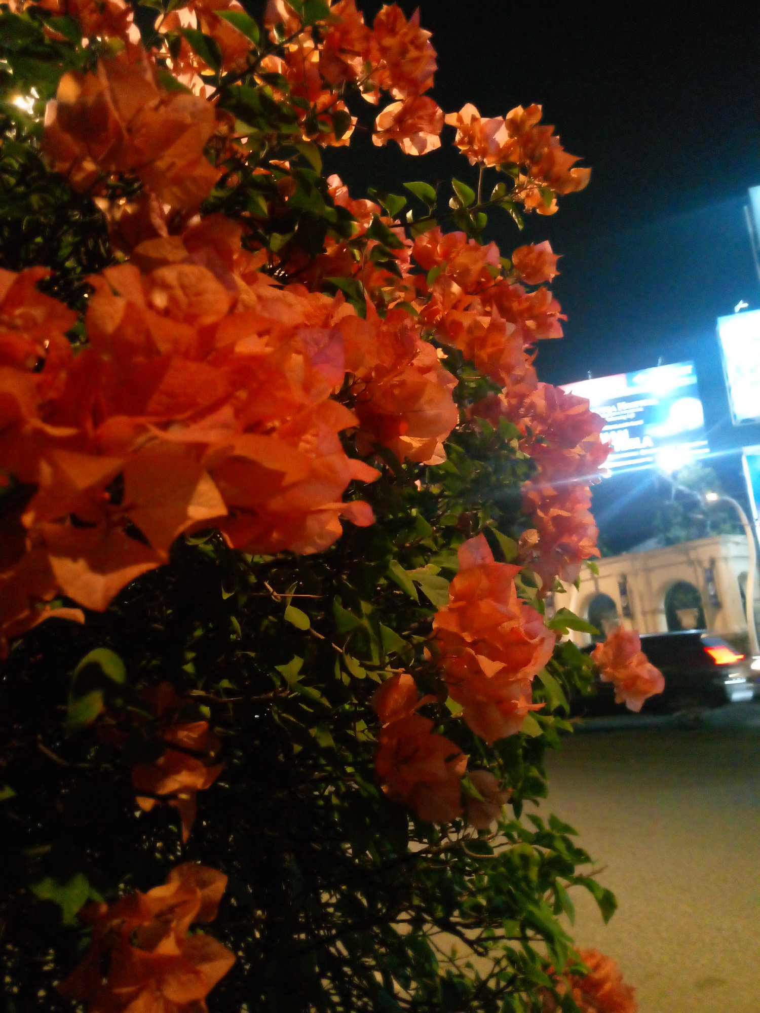 An over-the-shoulder shot captures vibrant orange bougainvillea blossoms against a dark night sky. In the blurred background, a street in Bitung Jaya, Indonesia, is illuminated by streetlights and glowing neon signs. A car with its taillights on is parked on the side of the road, and a building with arched windows can be seen in the distance. The image's composition places the flowers in sharp focus, with the urban setting serving as a contrasting, out-of-focus backdrop.