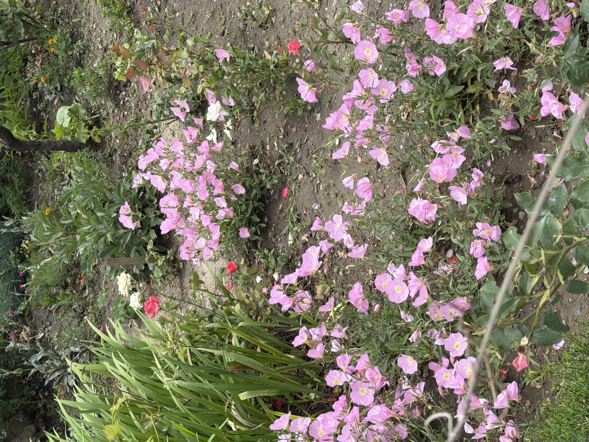 A garden scene in Tbilisi, Georgia, features an abundance of pink primrose flowers with yellow centers, blooming amongst green foliage. Several red and white roses are scattered throughout the garden, some with fallen petals on the dark soil. In the background, larger green plants and a tree trunk are visible, along with hints of orange flowers. A thin, horizontal wire crosses the lower portion of the image.