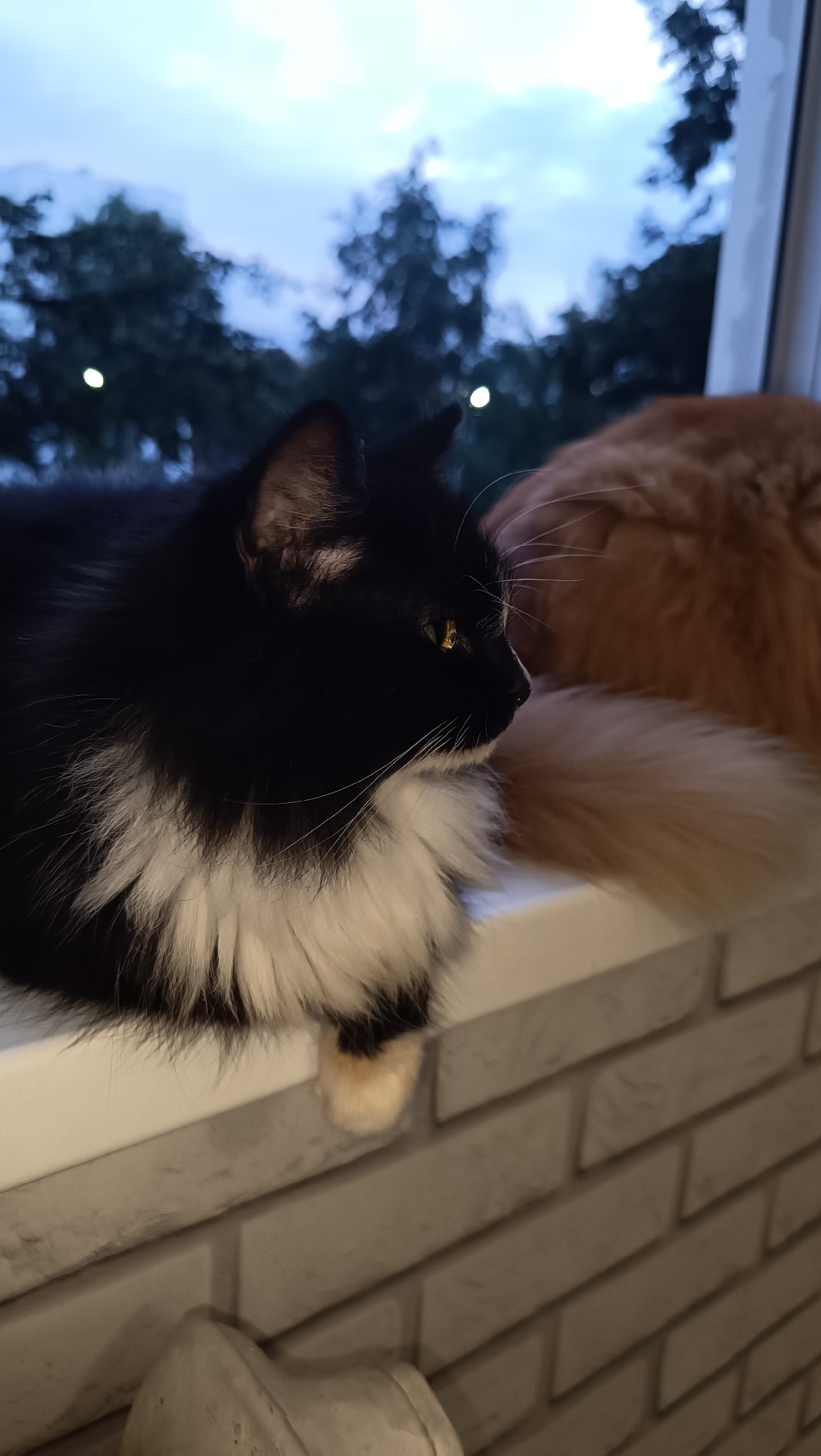 Two cats are perched on a white windowsill, overlooking a dusky sky with silhouetted trees. A black and white cat is in the foreground, facing right with its head turned to look outwards. Its chest is a fluffy white, contrasting with its black fur. Part of its hind leg, featuring black and white markings, dangles over the edge of the sill. Behind and to the right of the black and white cat is an orange cat, with only its back and tail visible. The tail is bushy and matches the orange fur. The windowsill is made of white material, and below it is a brick-patterned wall. The scene appears to be indoors, looking out through a window, possibly in a residential setting. The image does not contain any specific landmarks or details that would allow for precise localization within the city of Chaikovsky, Russia.