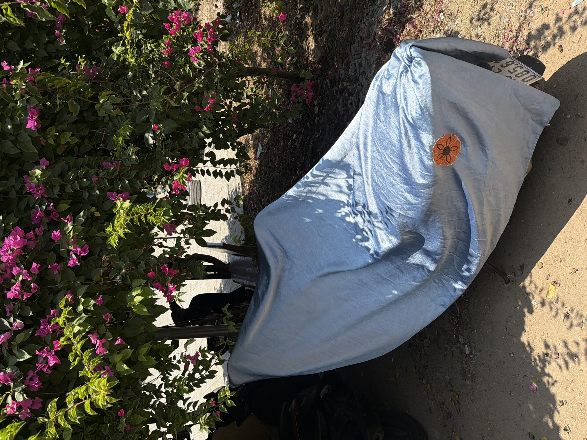A parked motorcycle covered with a light blue tarp is seen near a flowering bougainvillea bush in Đà Nẵng, Vietnam. The motorcycle, partially obscured by the tarp, has a visible license plate that reads "085.6". The tarp features an embroidered flower patch. The motorcycle is parked on a dirt and gravel surface, partially shaded by the bush. A black cat is also visible, perched atop the motorcycle.