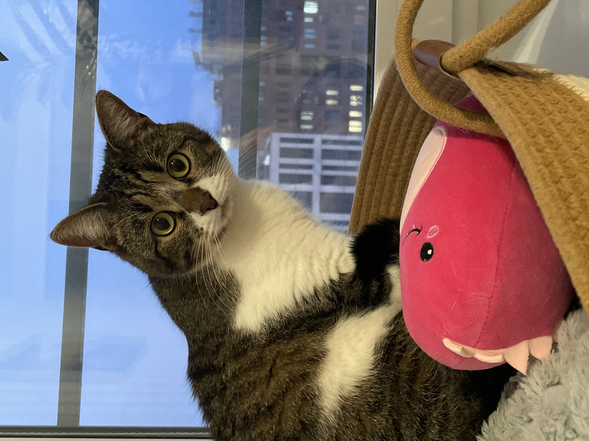A tabby cat with white markings and bright yellow-green eyes is positioned in front of a window, looking inquisitively at the camera with its head tilted to the left. The background reveals a city scene with buildings visible through the window, including a tall building with numerous lit windows. Next to the cat is a tan-colored scratching post, and a pink stuffed toy with a smiling face and small teeth is also present. The overall environment appears to be indoors, likely in a home. There is no indication of the location being Izhevsk, Russia from the image.